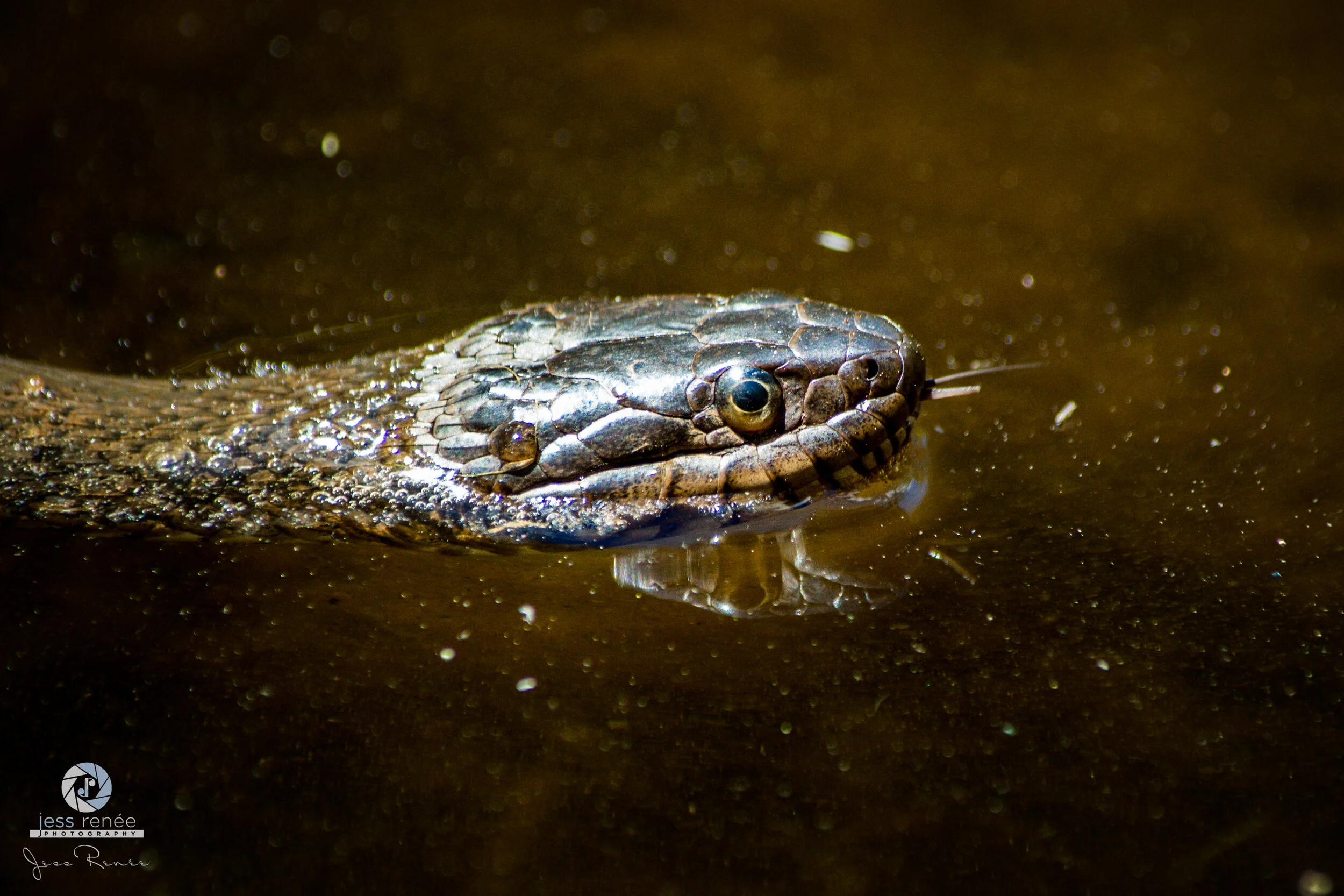 Northern Water Snake