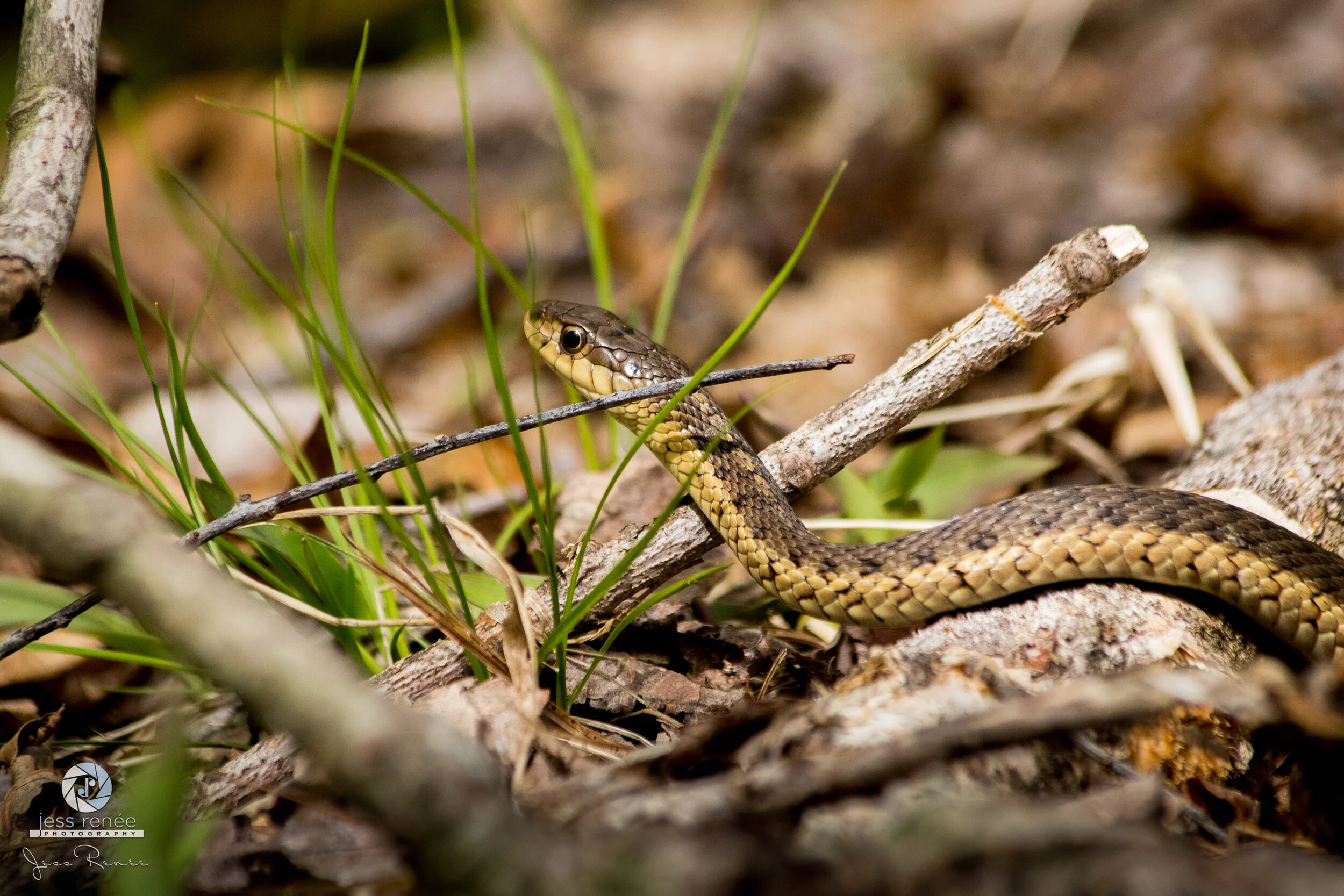 Beautiful Yellow Patterned Eastern Garter Snake