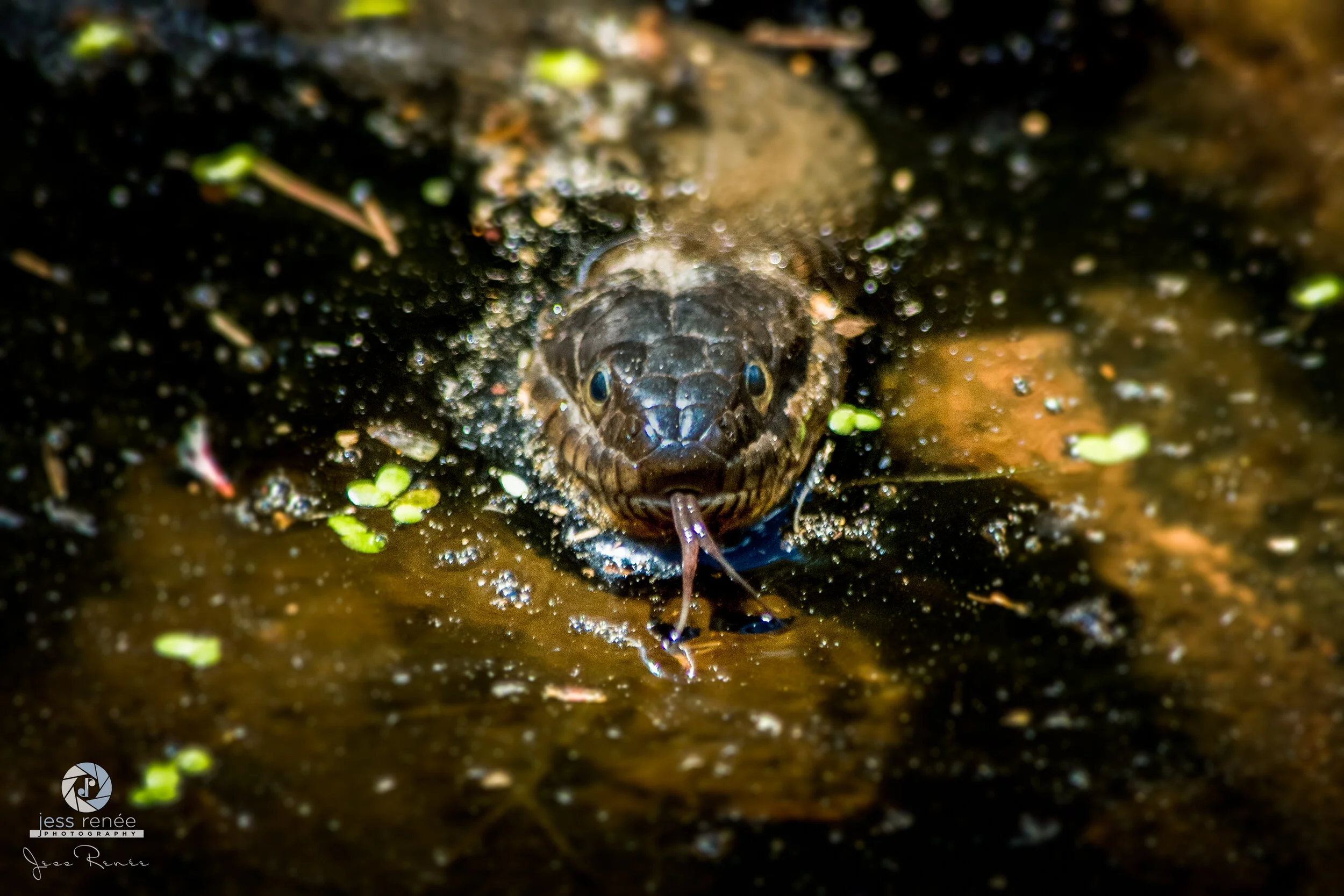 Northern Water Snake