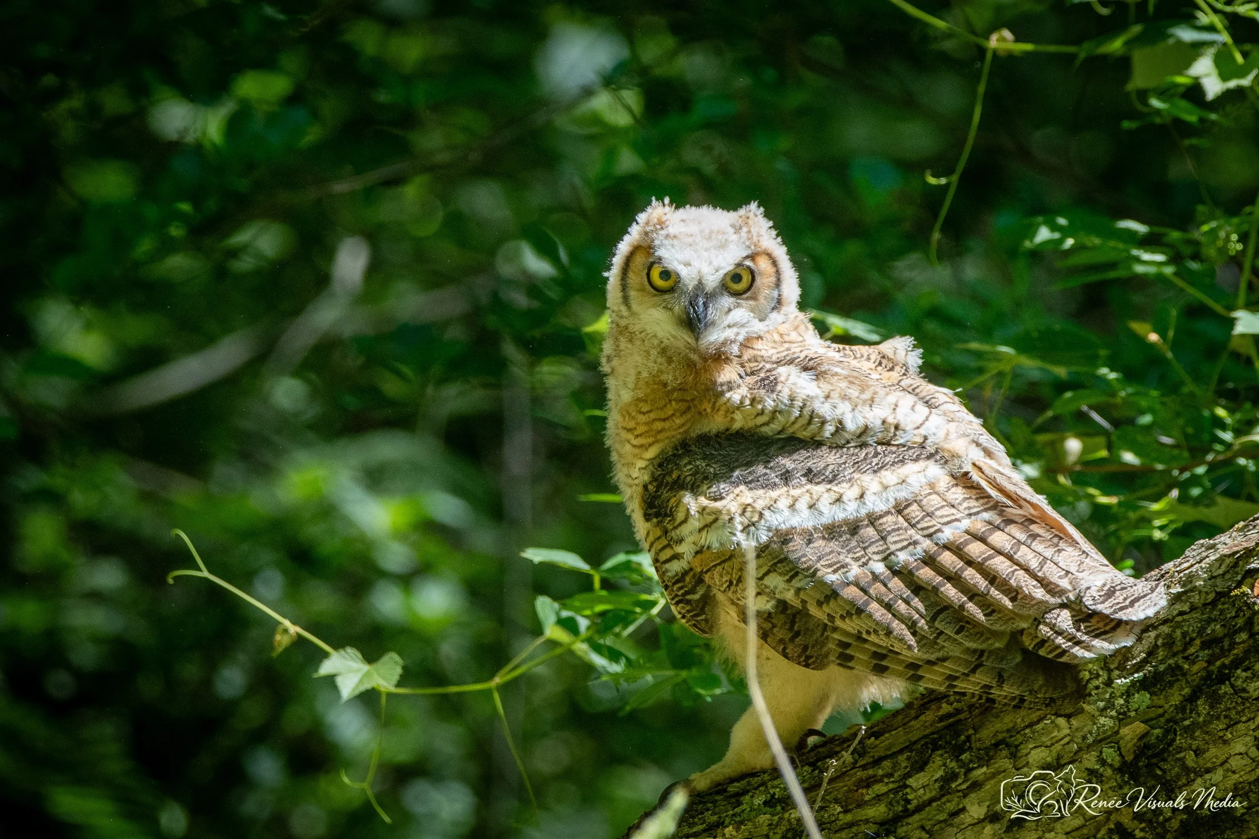 DSC_2471.jpg