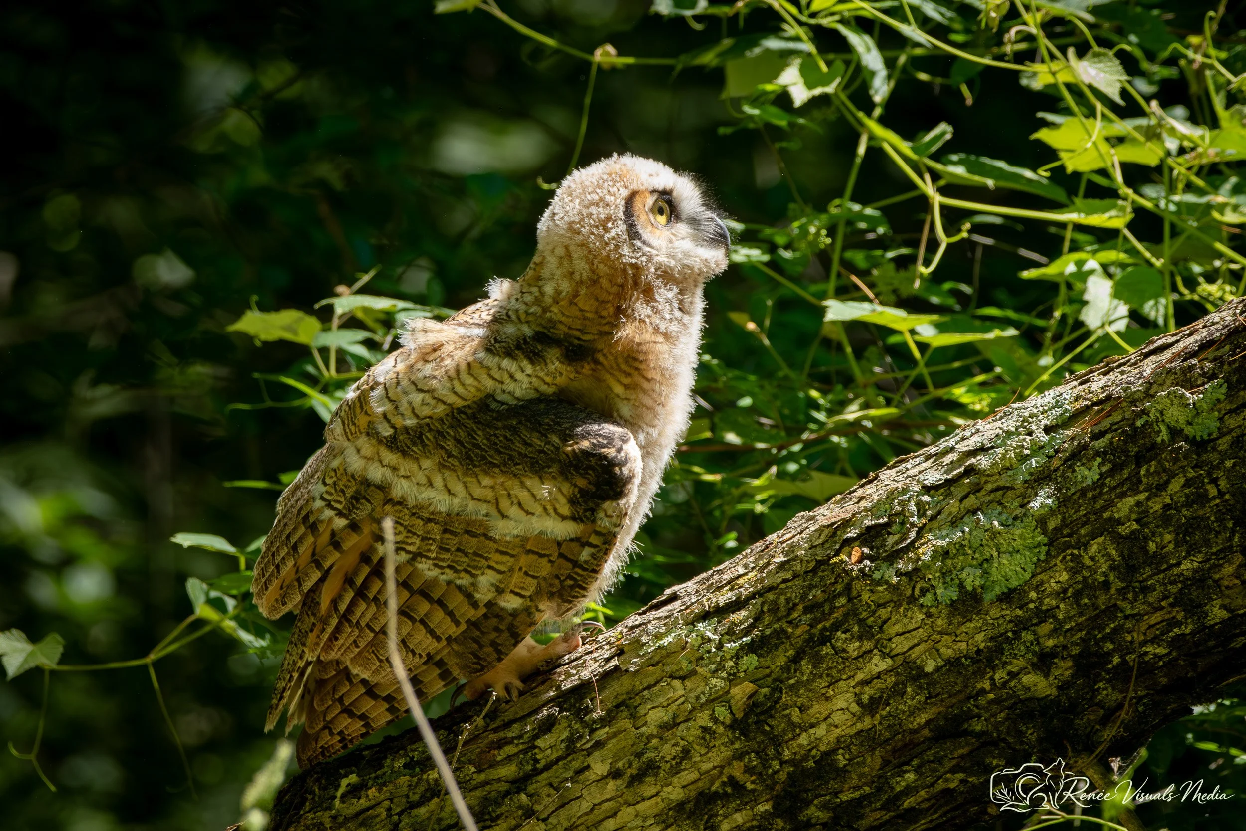 The Great Horned Owl