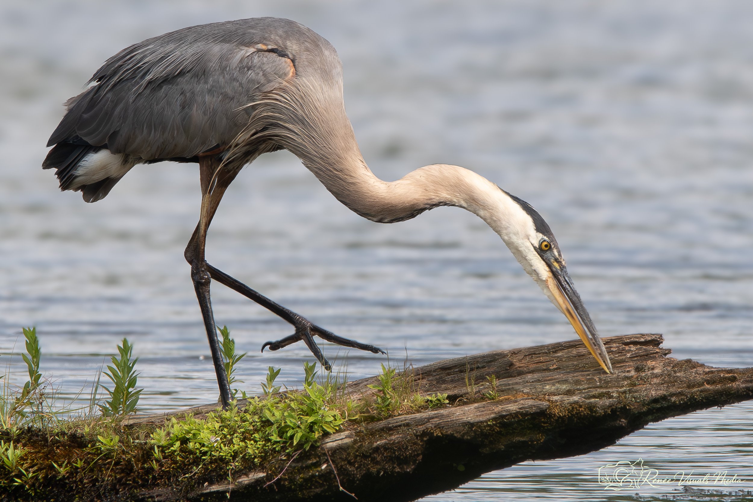 DSC_6453.jpg
