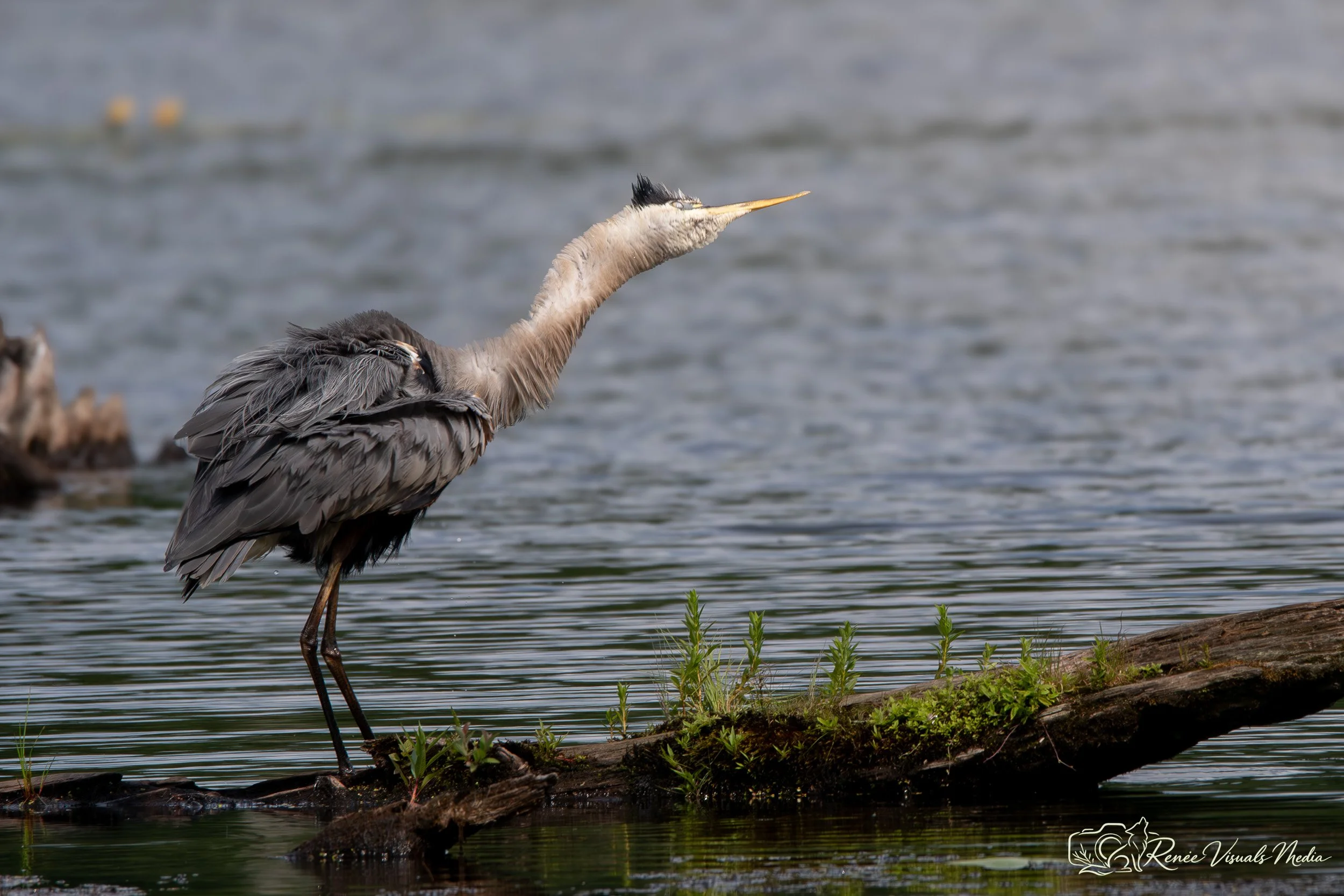 DSC_6394.jpg