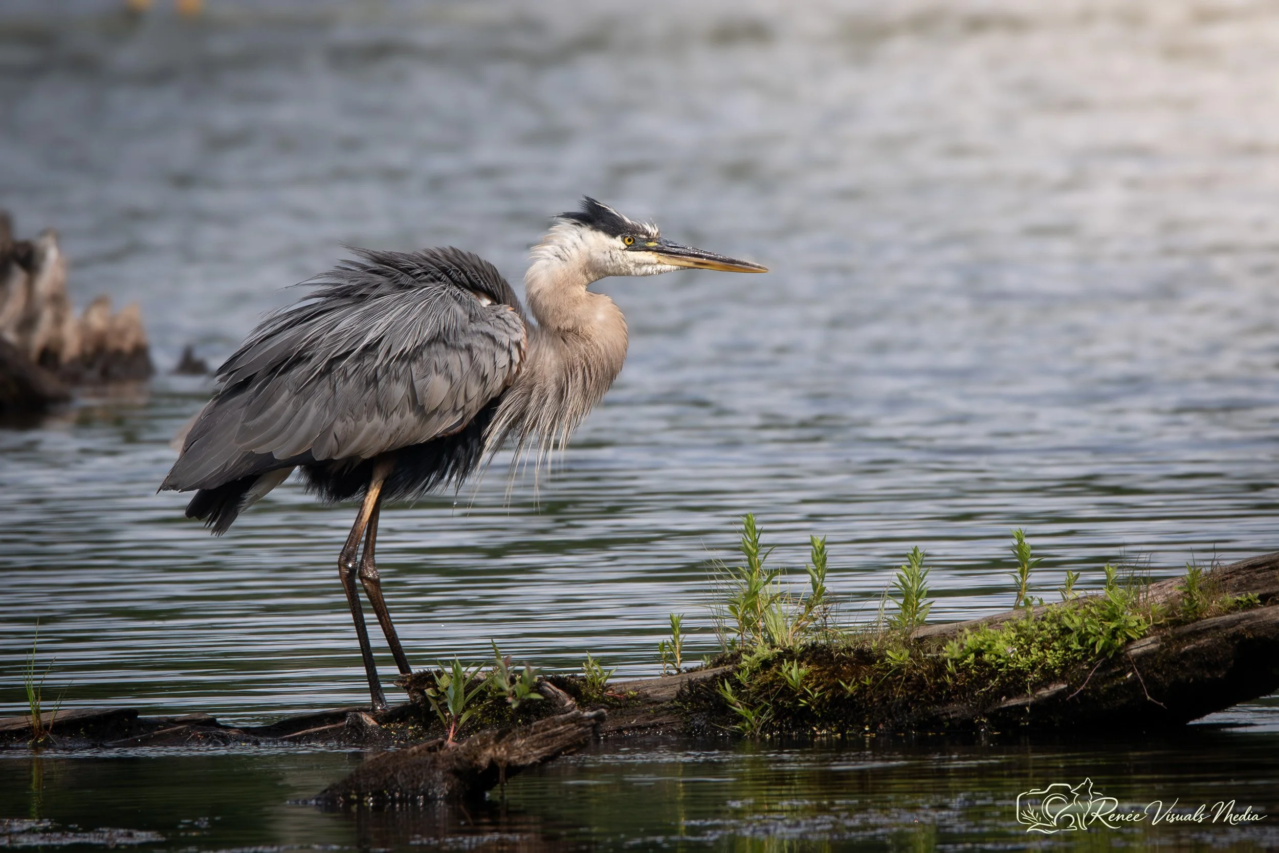DSC_6401.jpg