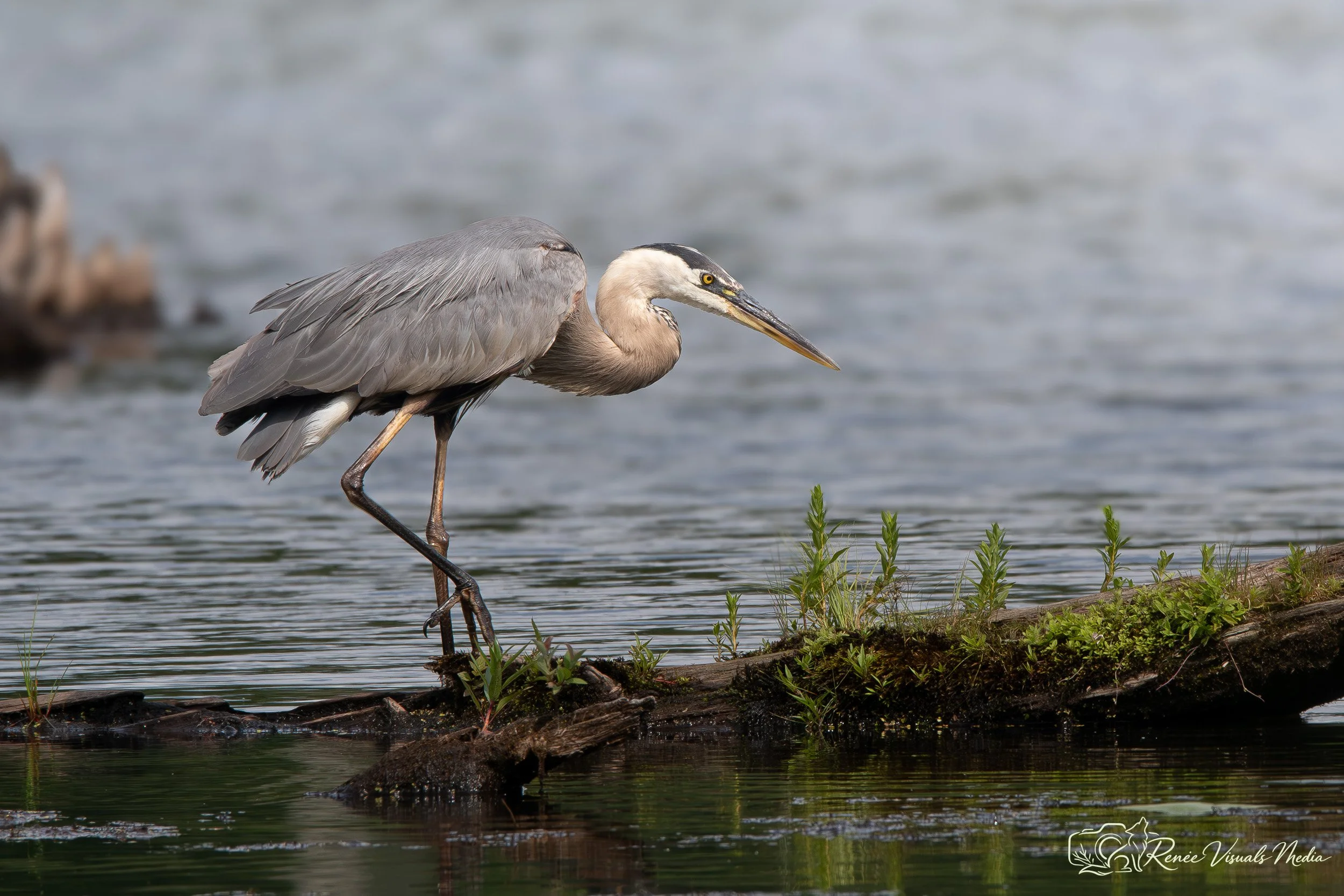 DSC_6426.jpg
