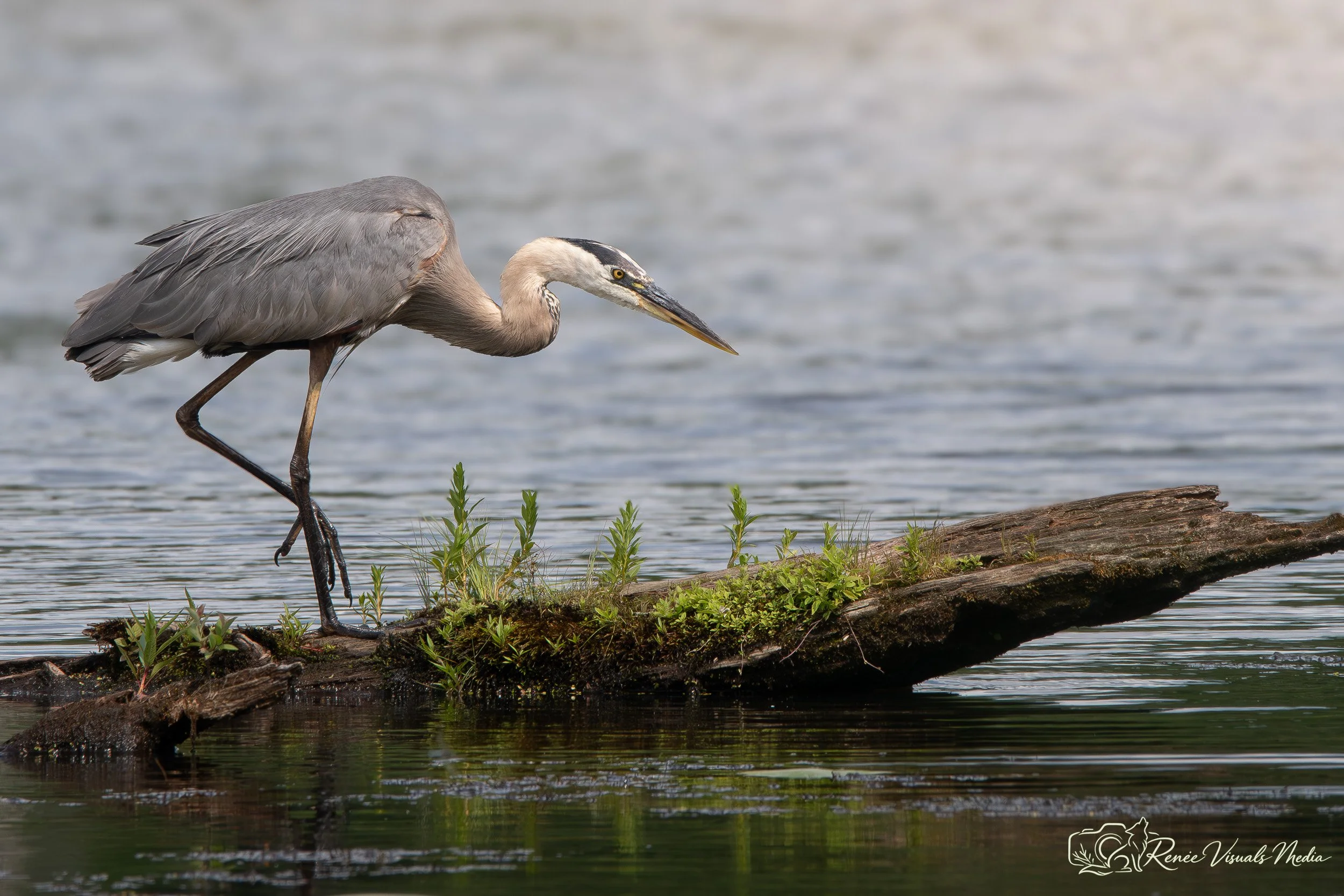 DSC_6429.jpg