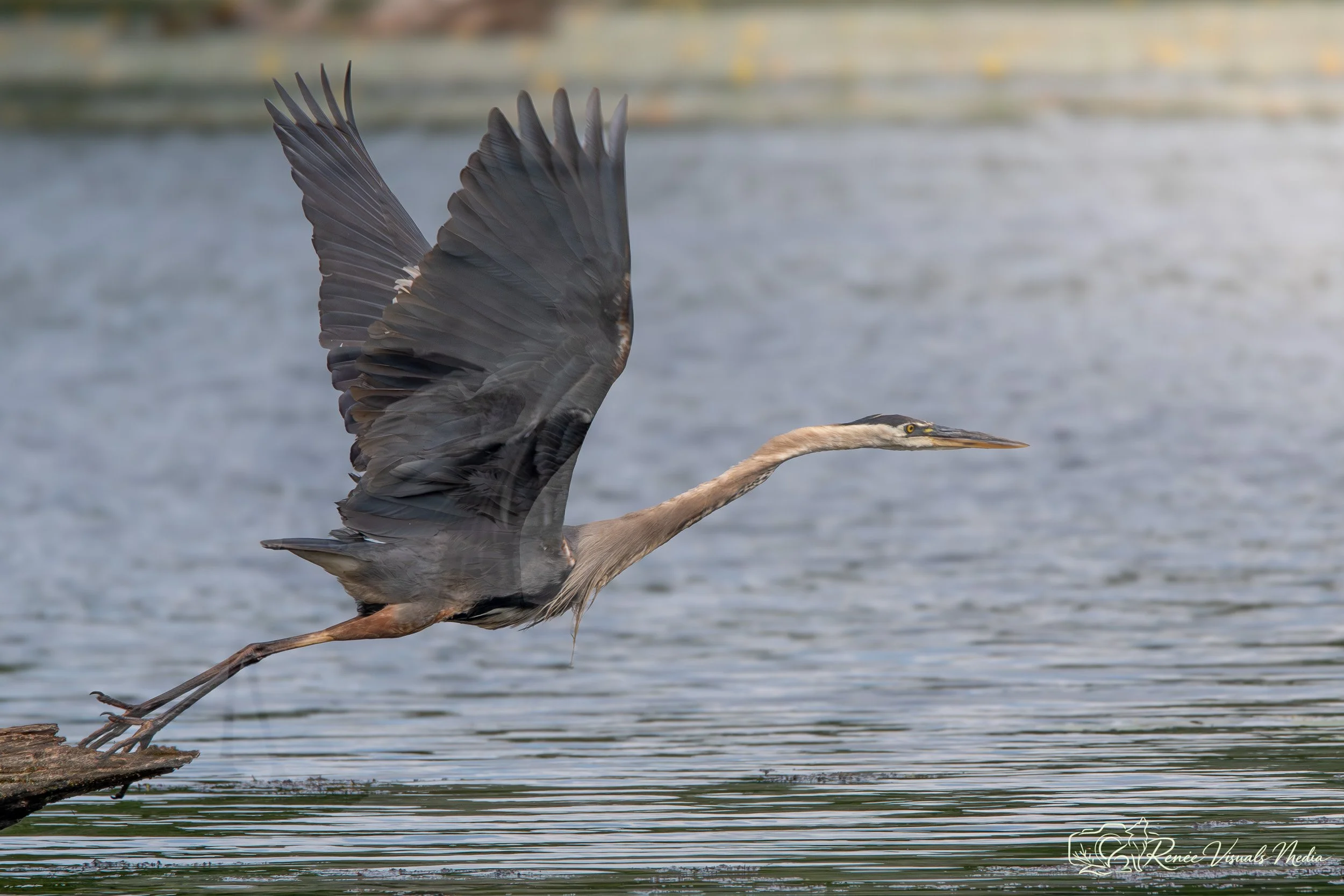 DSC_6528.jpg