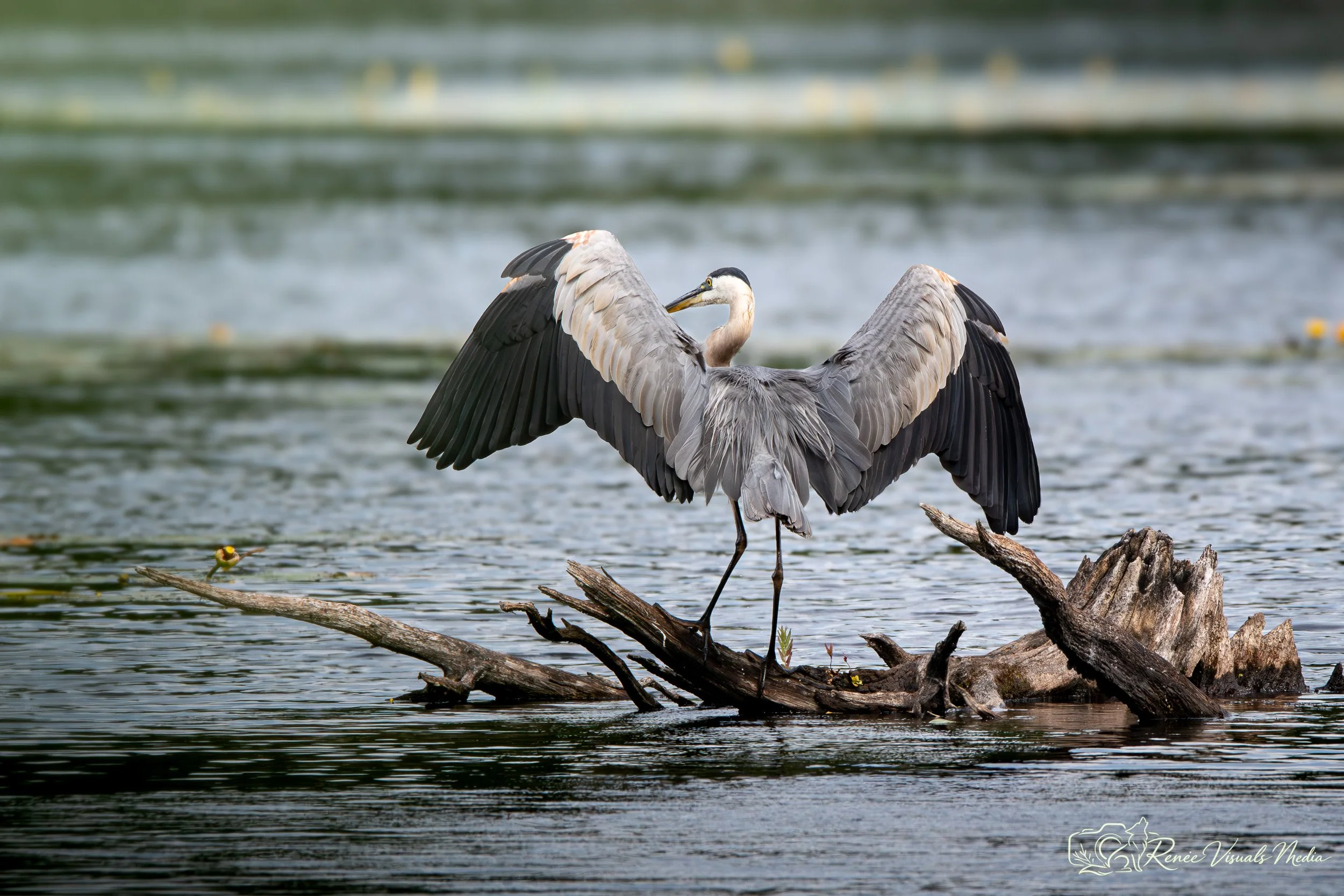 DSC_6583.jpg