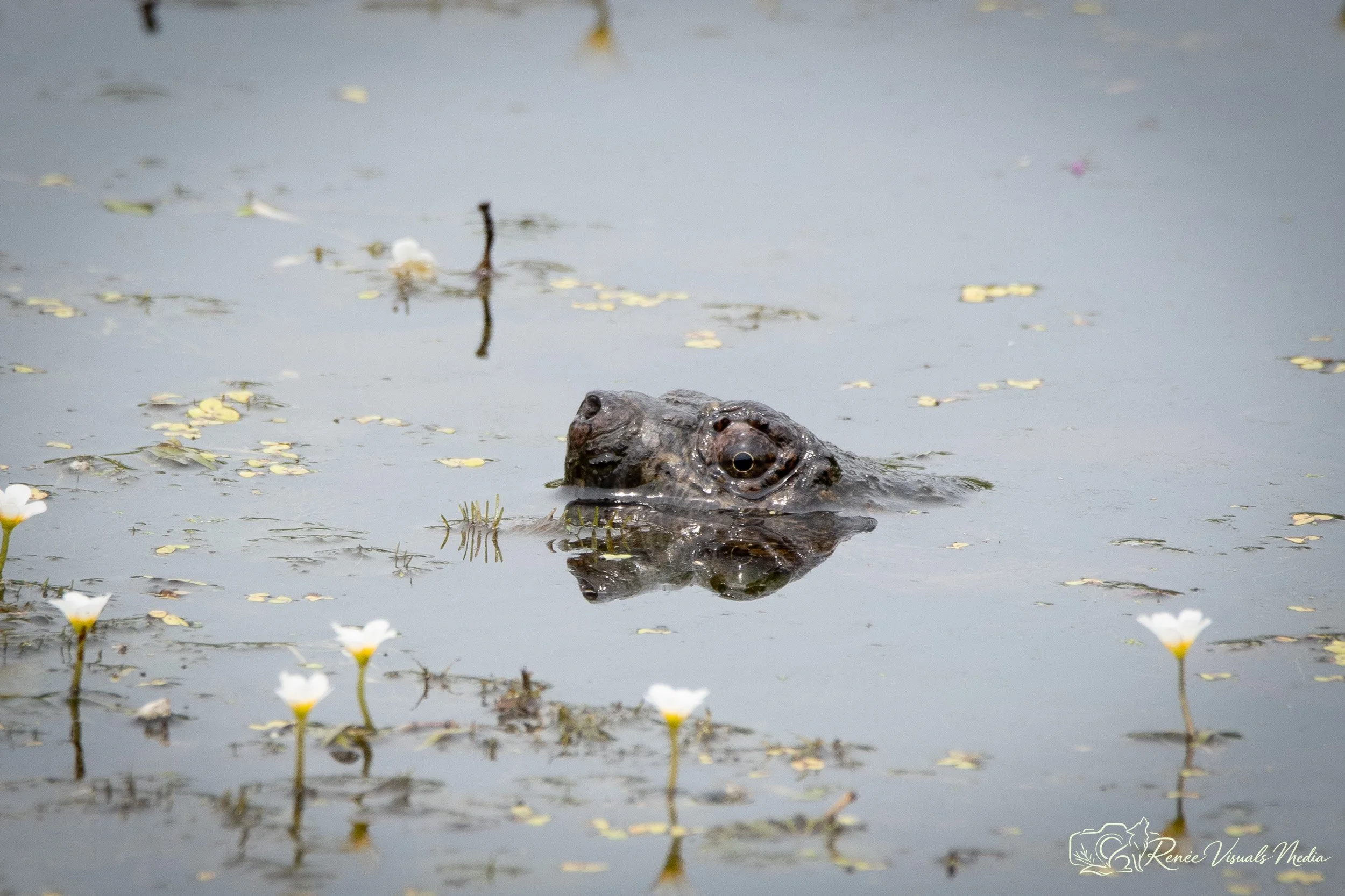 The Common Snapping Turtle