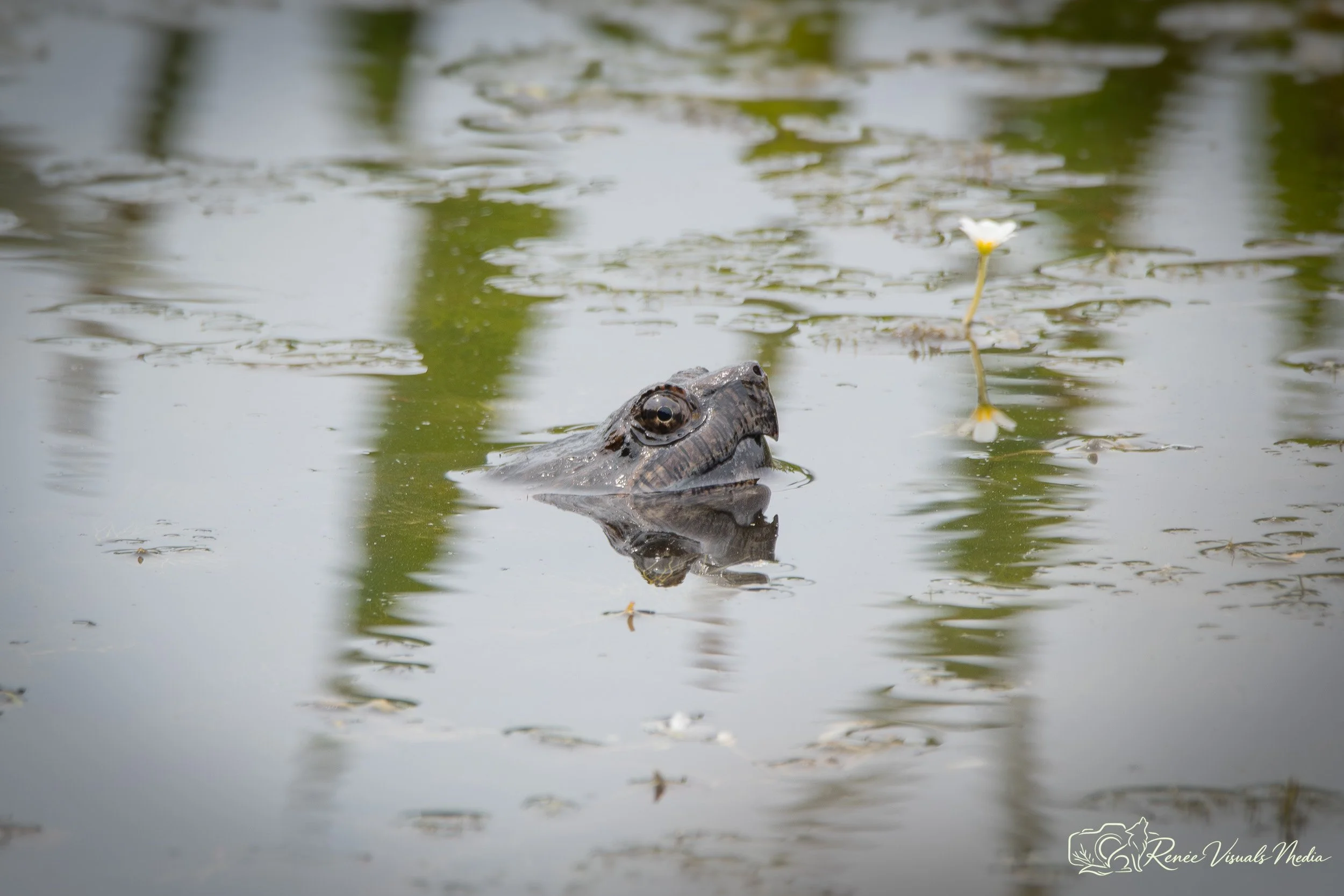 DSC_4795.jpg