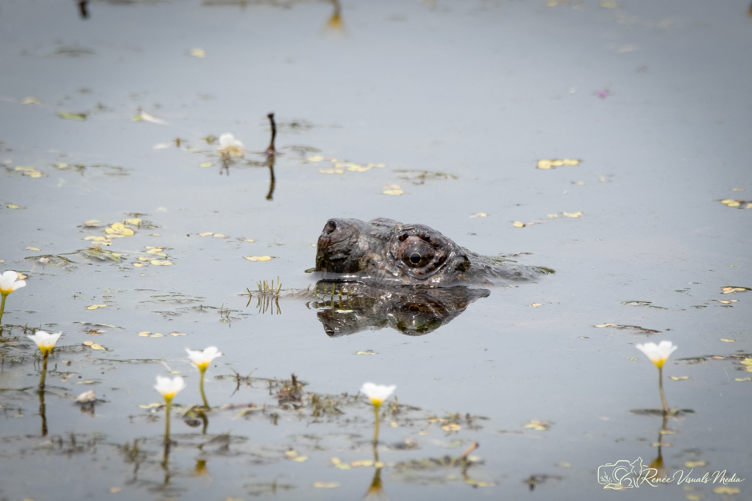 DSC_4747.jpg