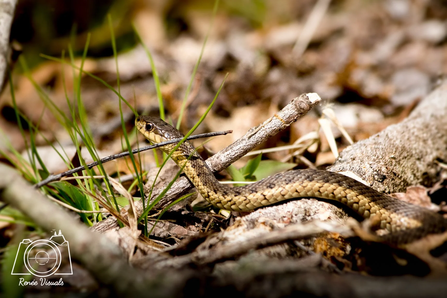 DSC_8124-Edit.jpg