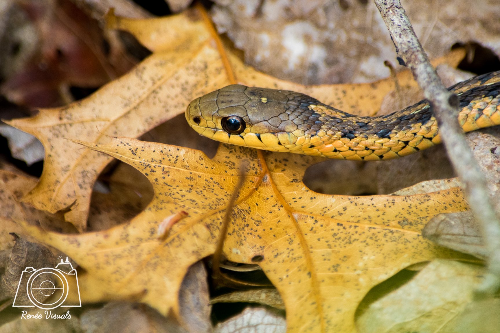 DSC_8417.jpg