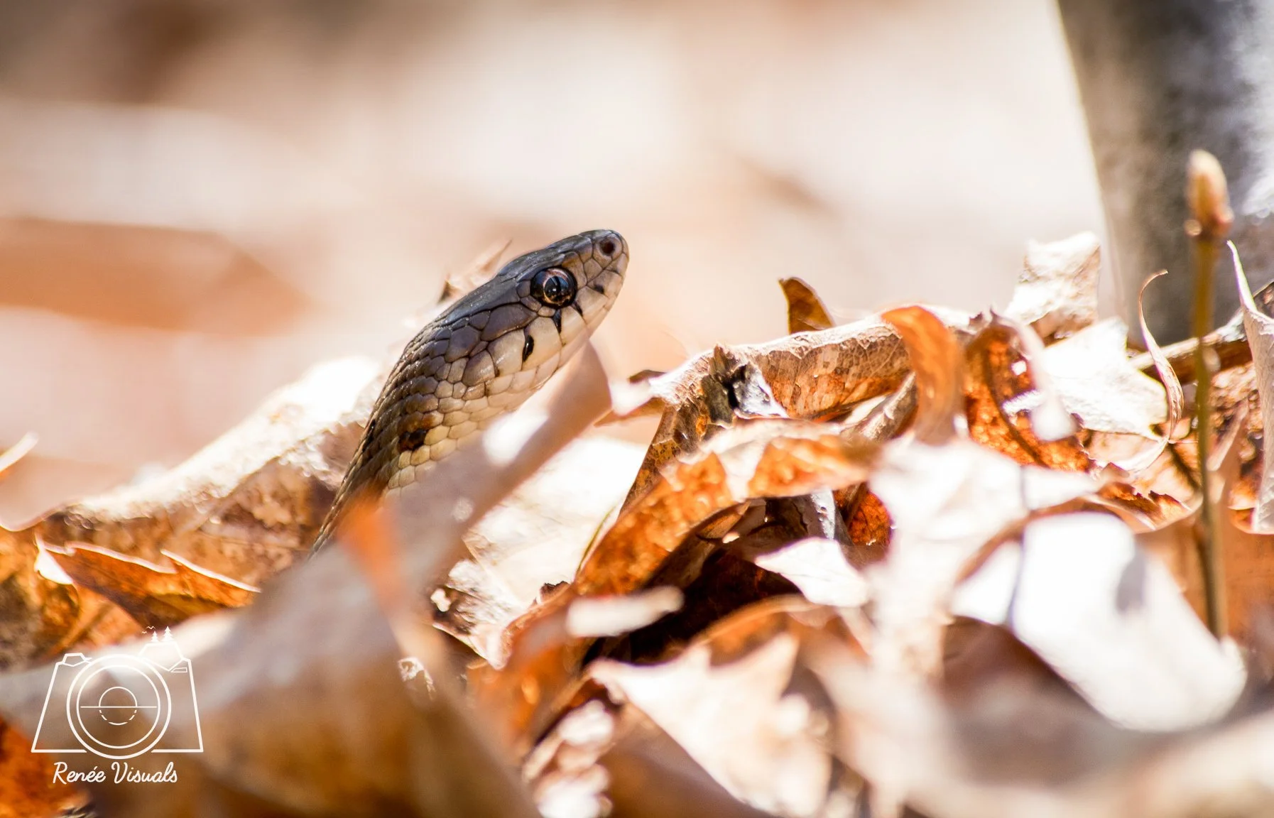 The Eastern Garter Snake