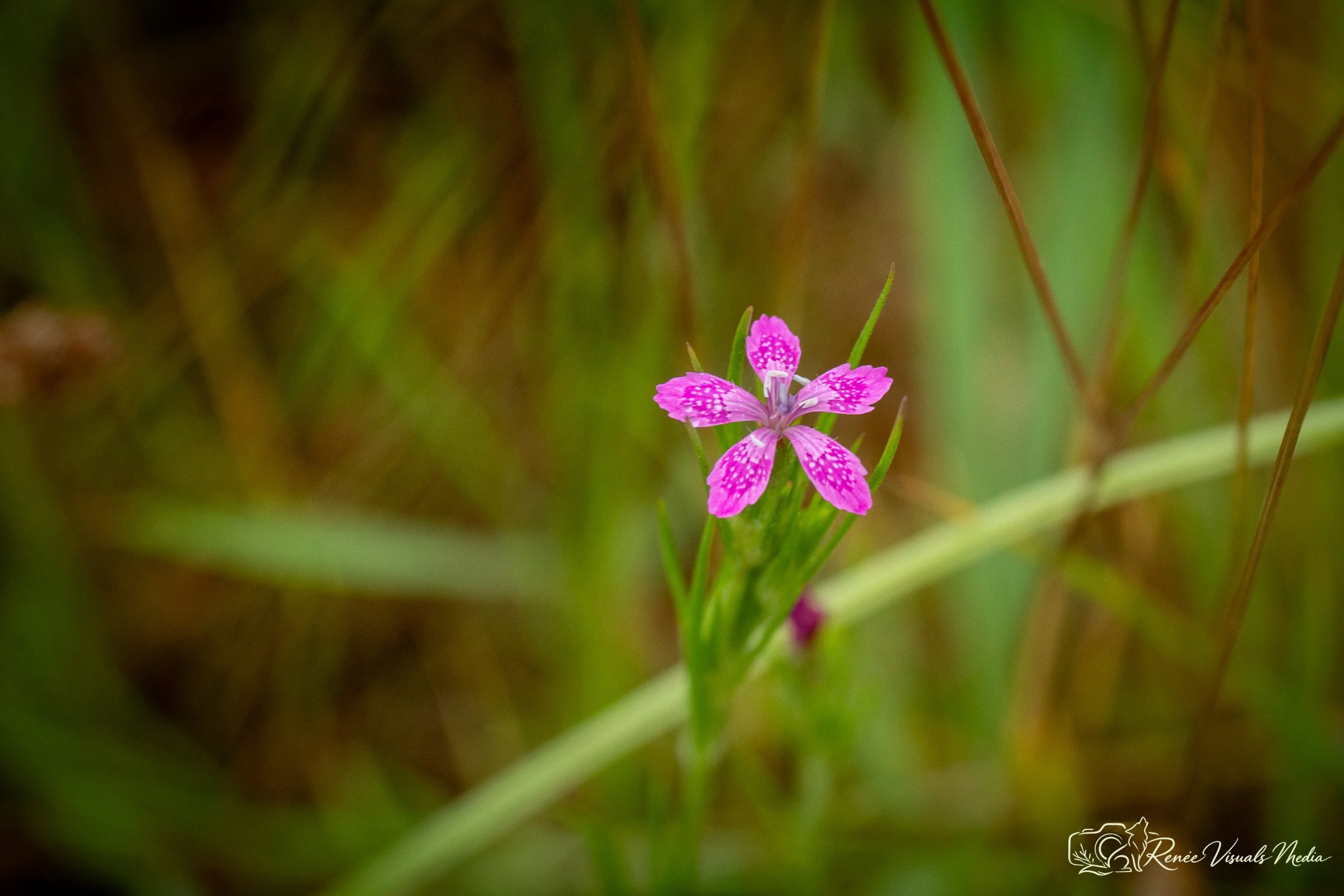 DSC_2690.jpg