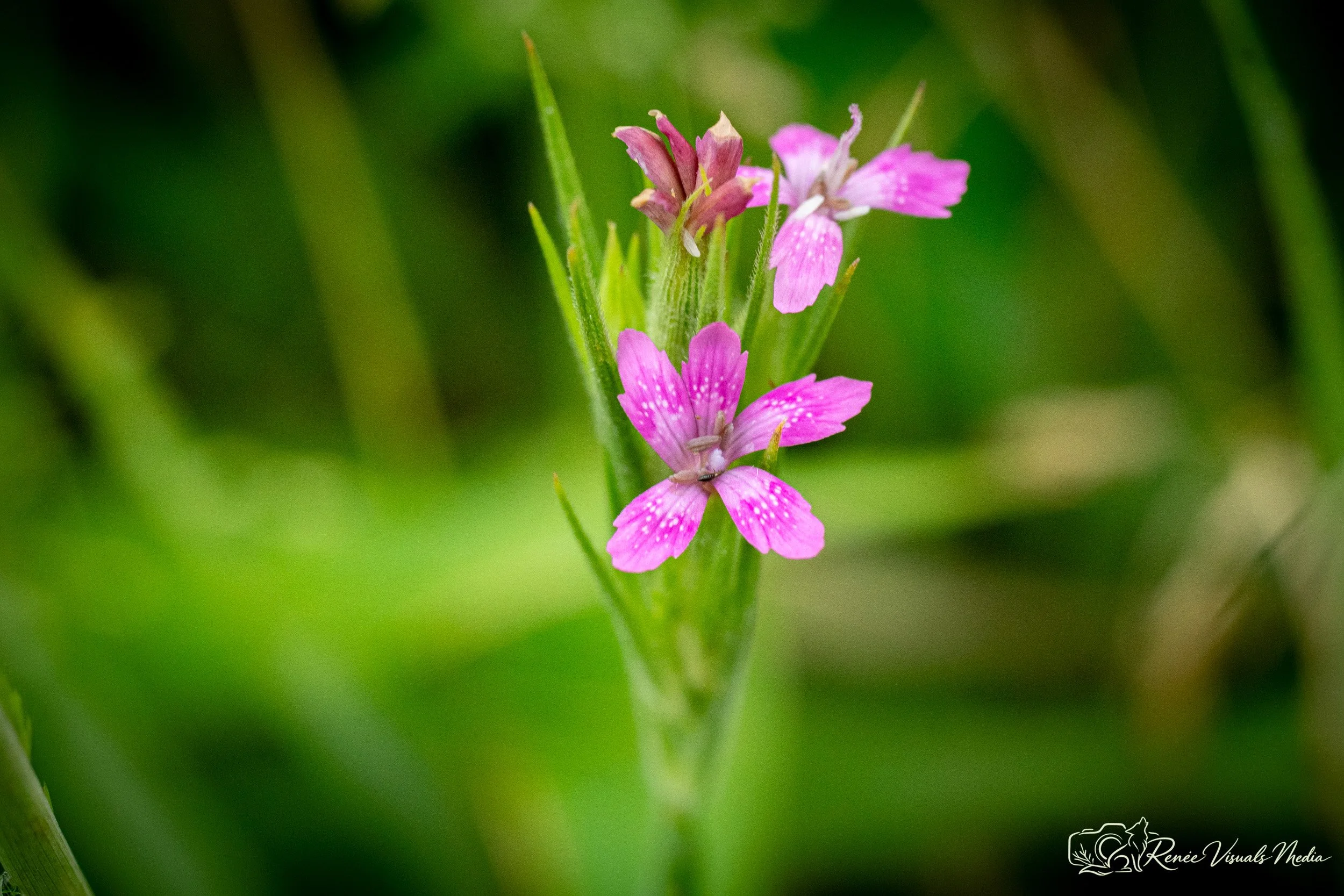DSC_2639.jpg
