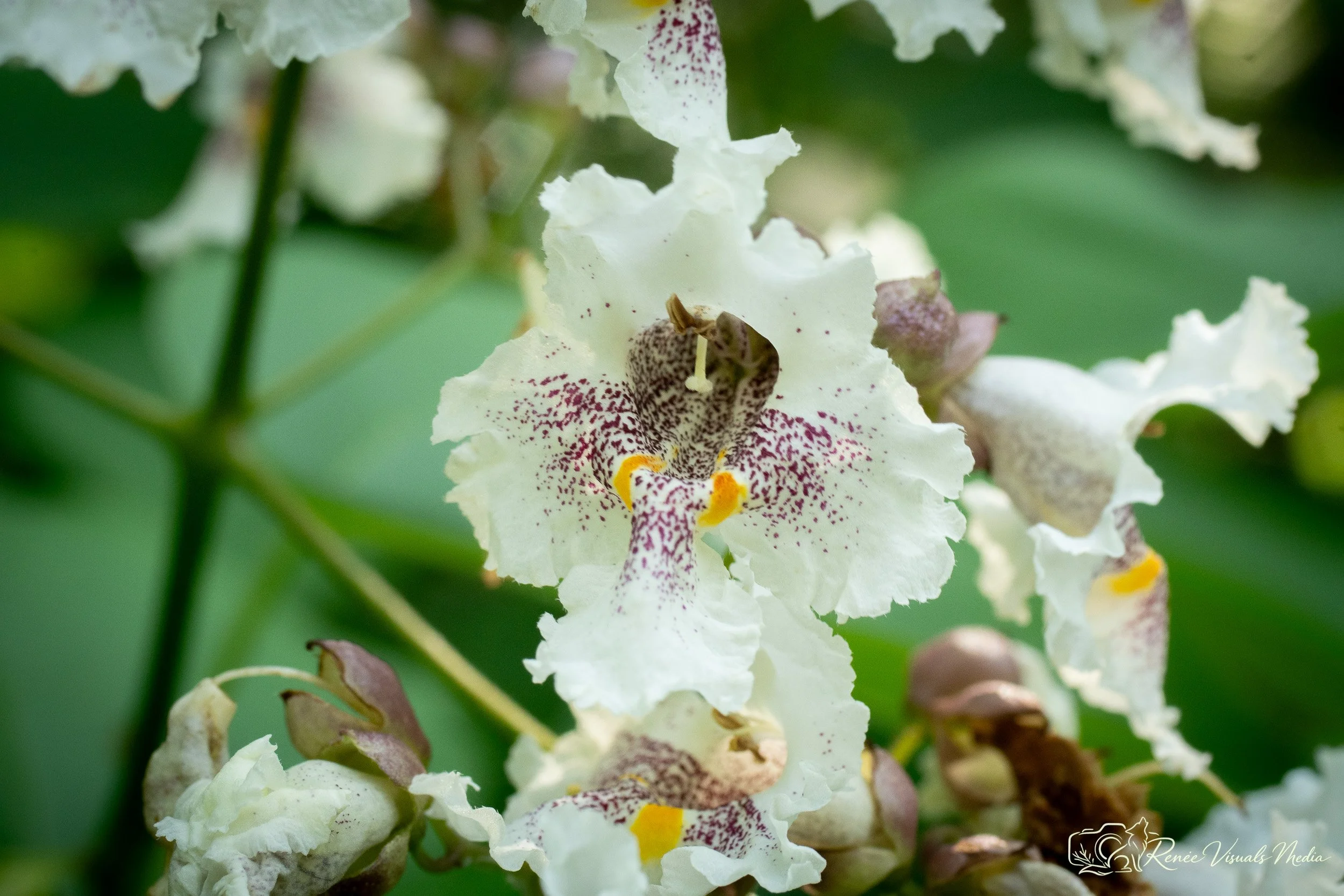 Southern Catalpa