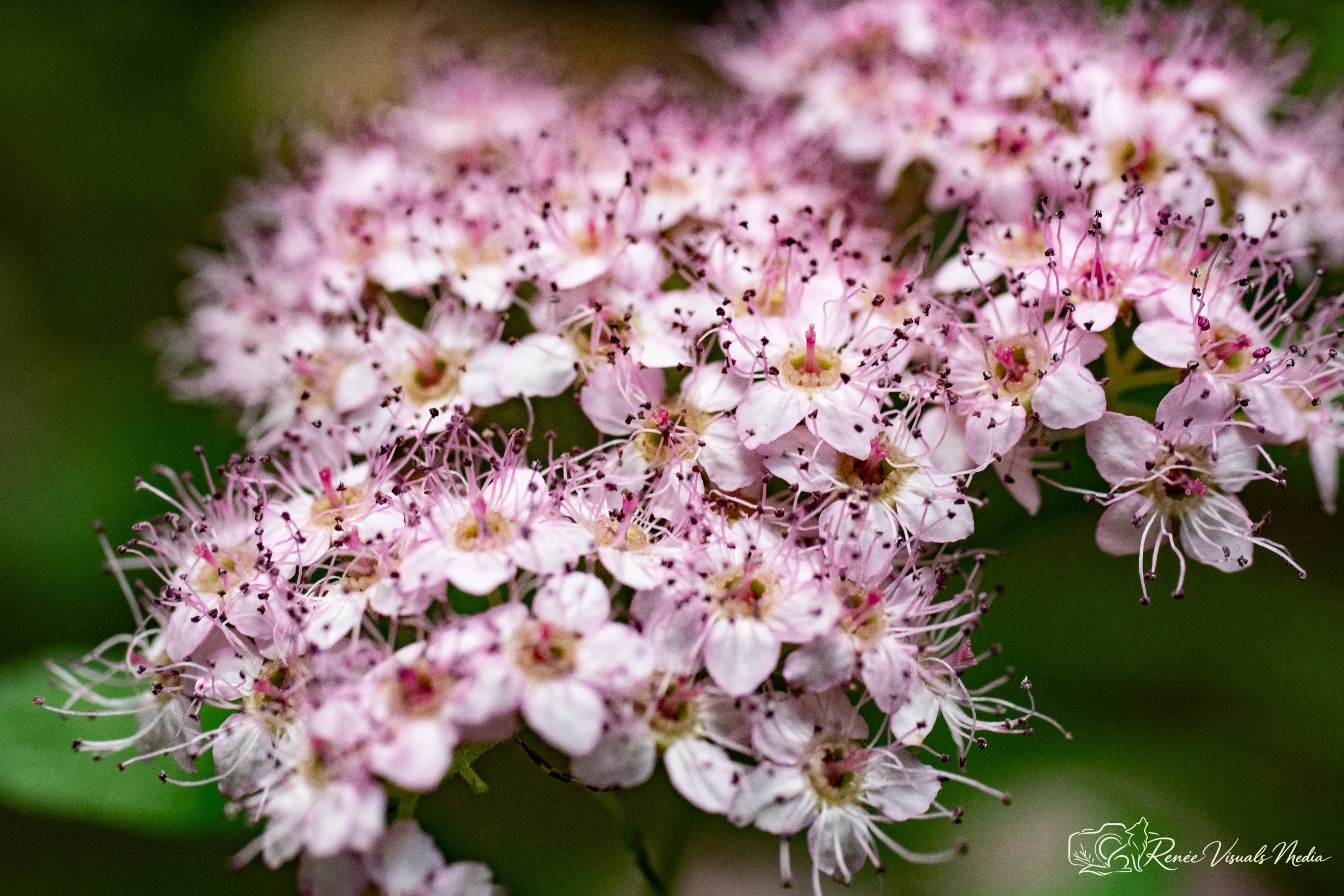 Japanese Spirea