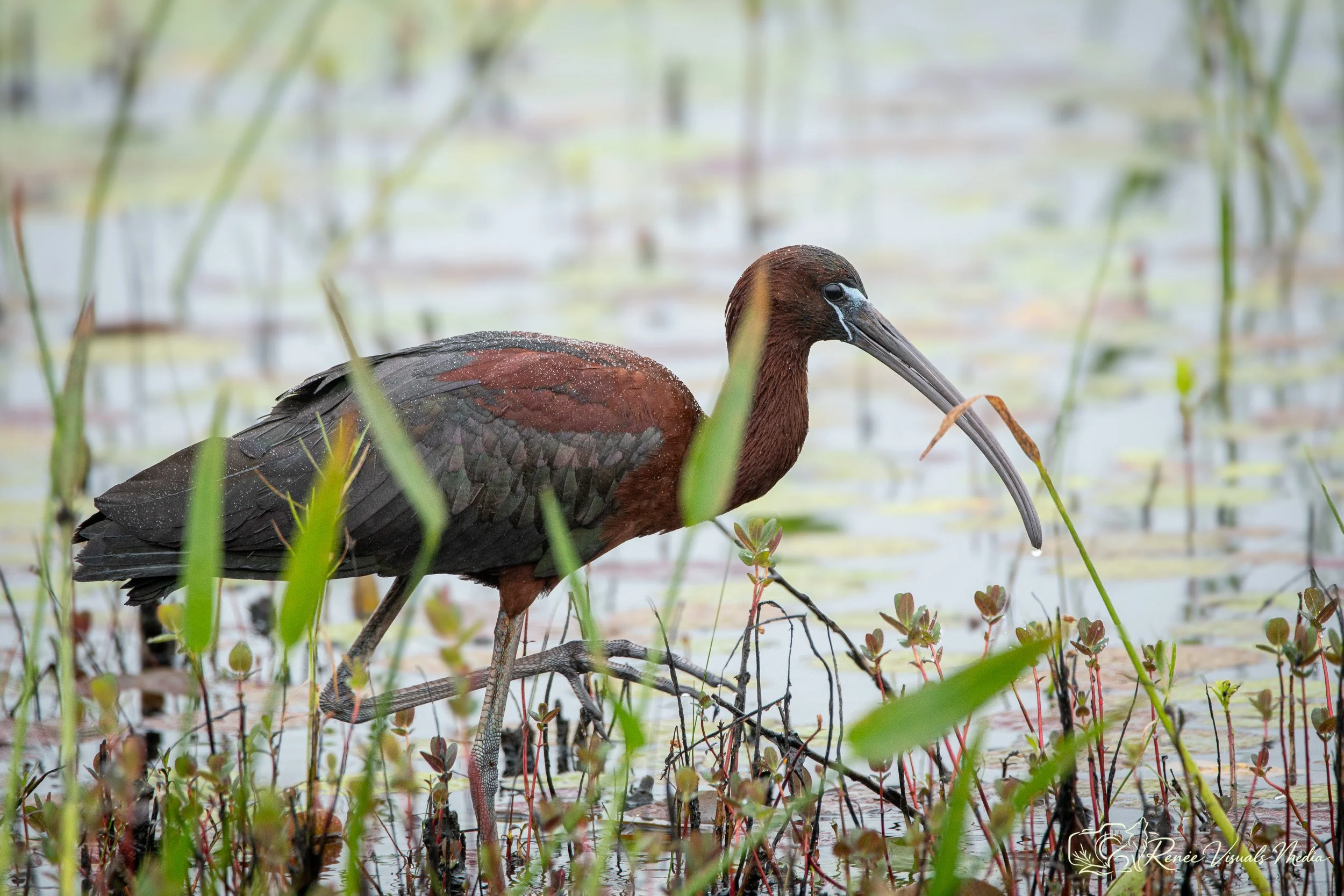 Glossy Ibis · Plegadis falcinellus