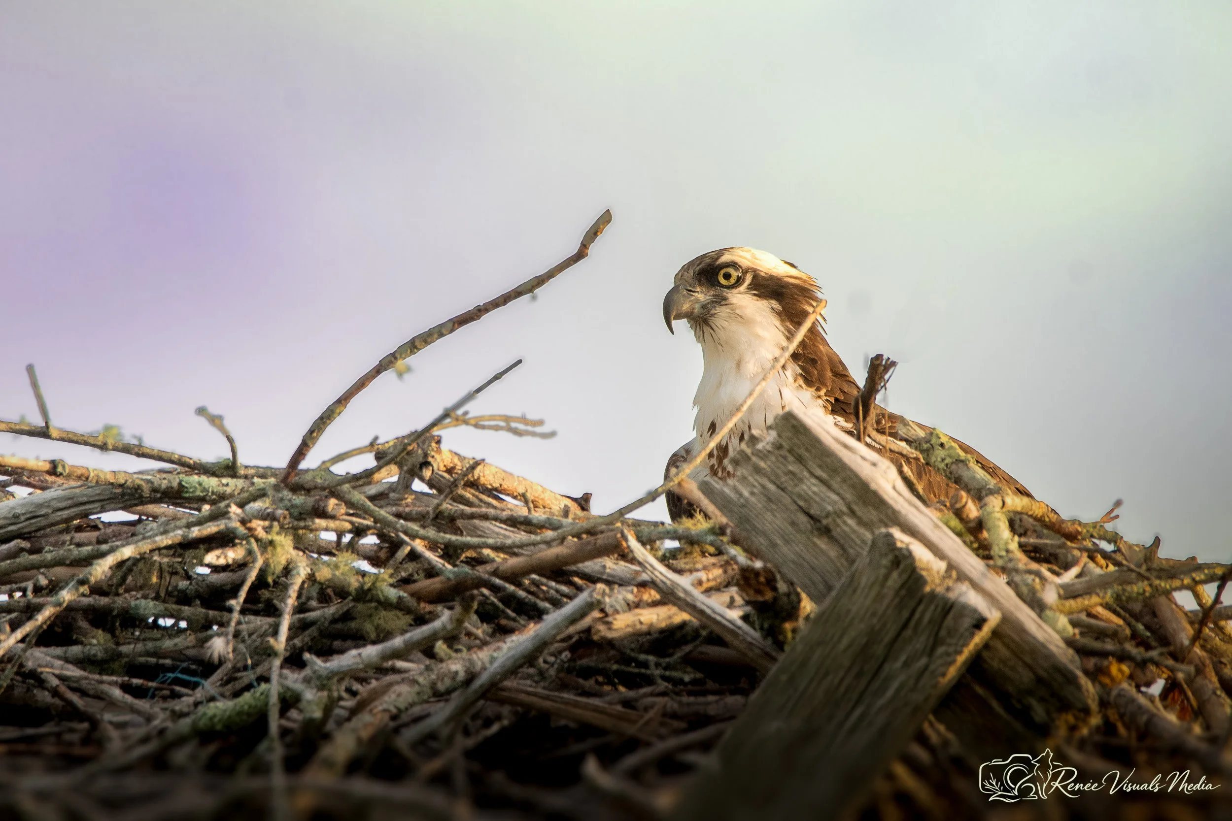 Osprey · Pandion haliaetus