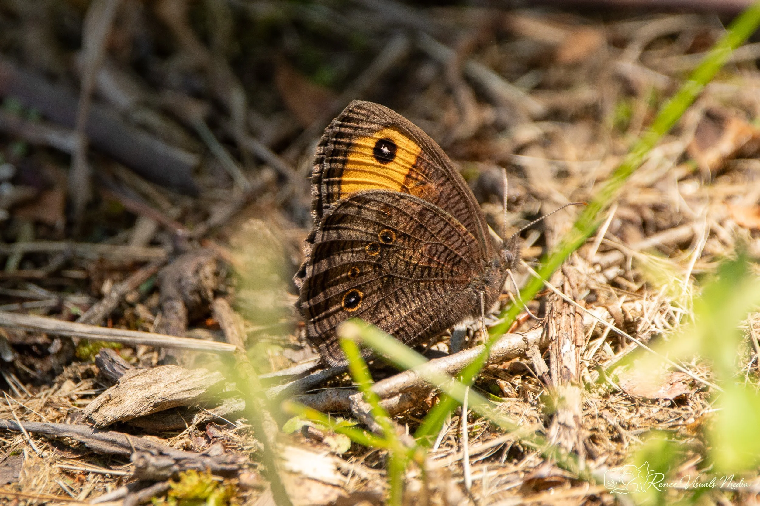 Common Wood-Nymph · Cercyonis pegala