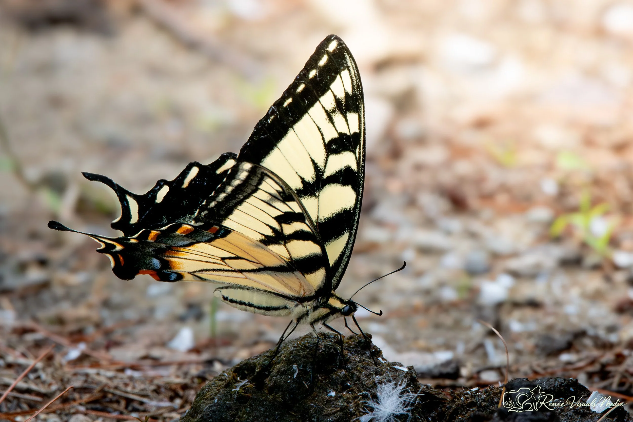 Eastern Tiger Swallowtail · Papilio glaucus