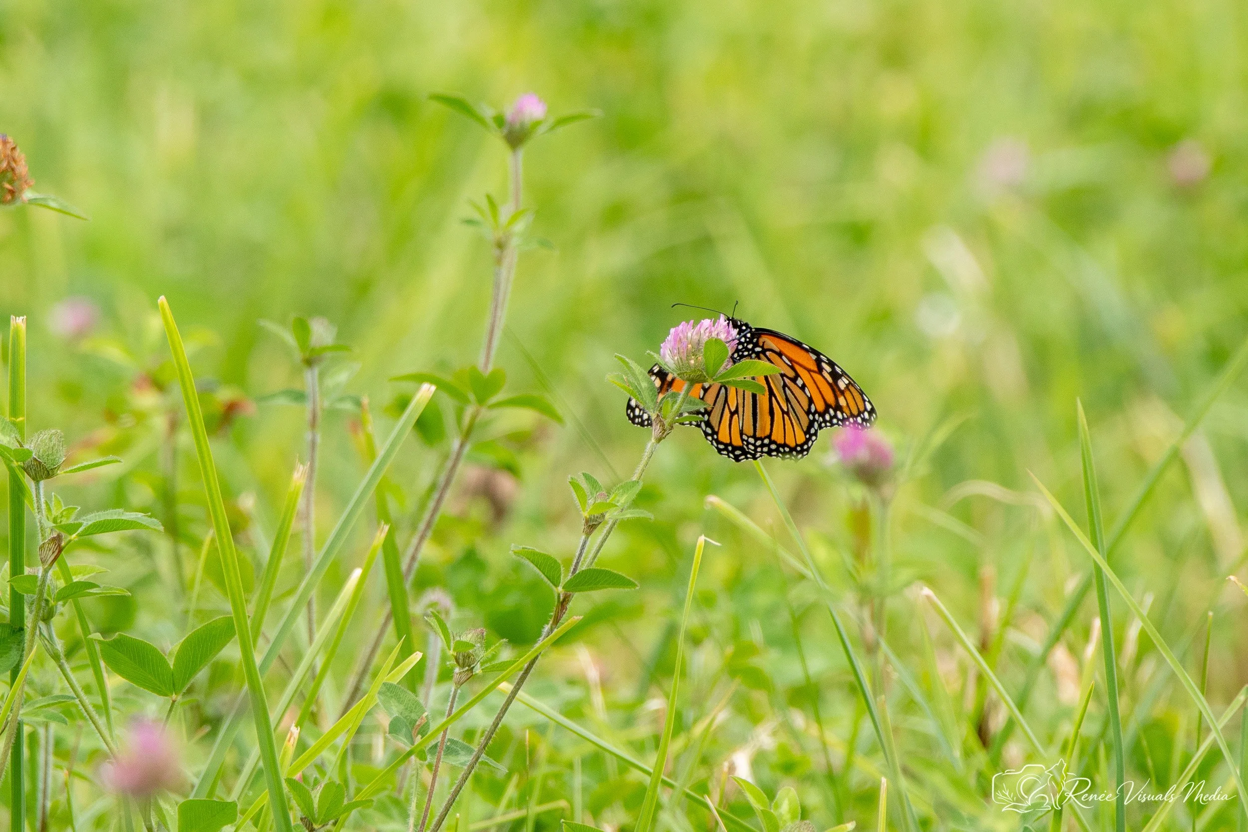 Monarch · Danaus plexippus