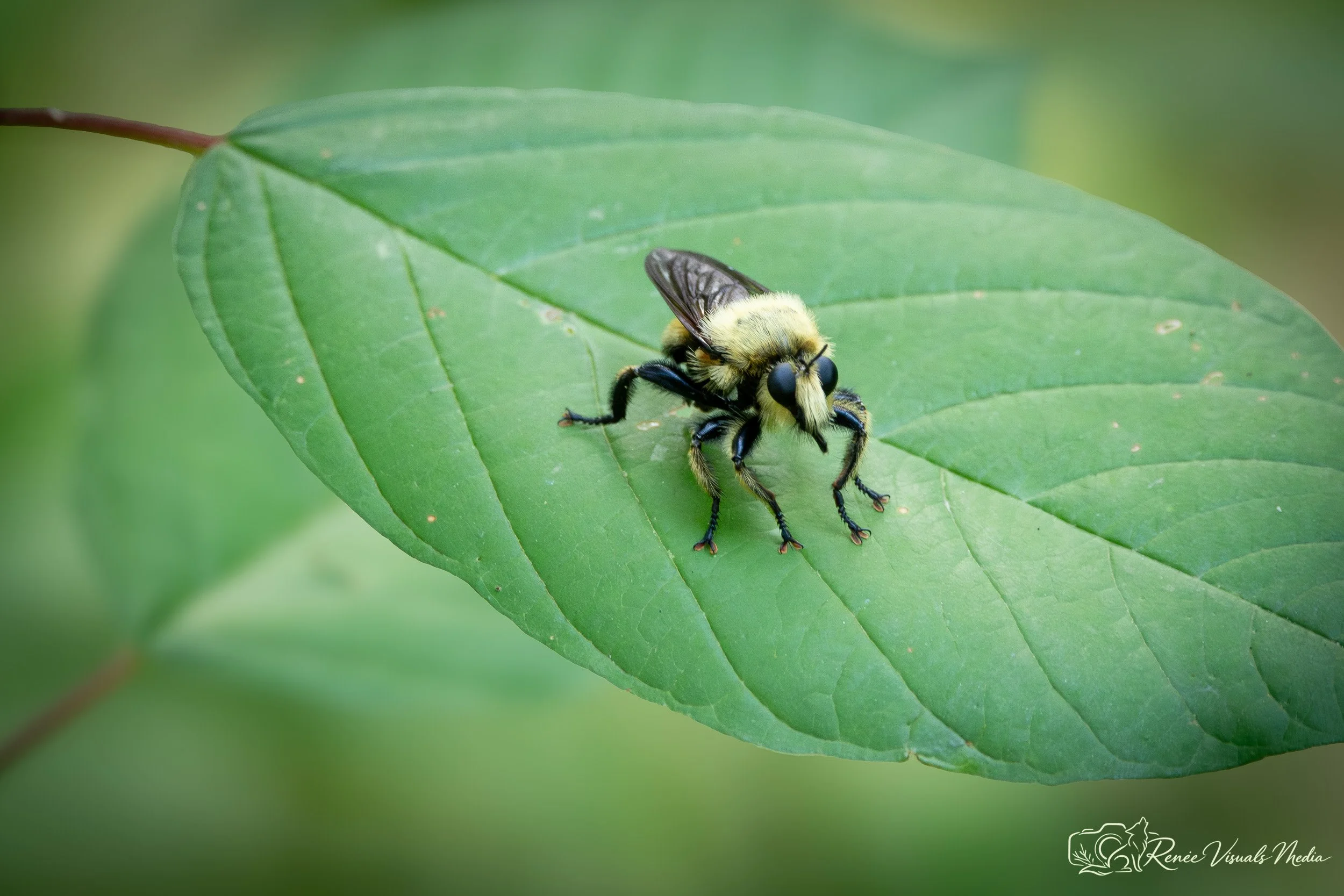 Eastern Yellow-backed Robber Fly · Laphria thoracica