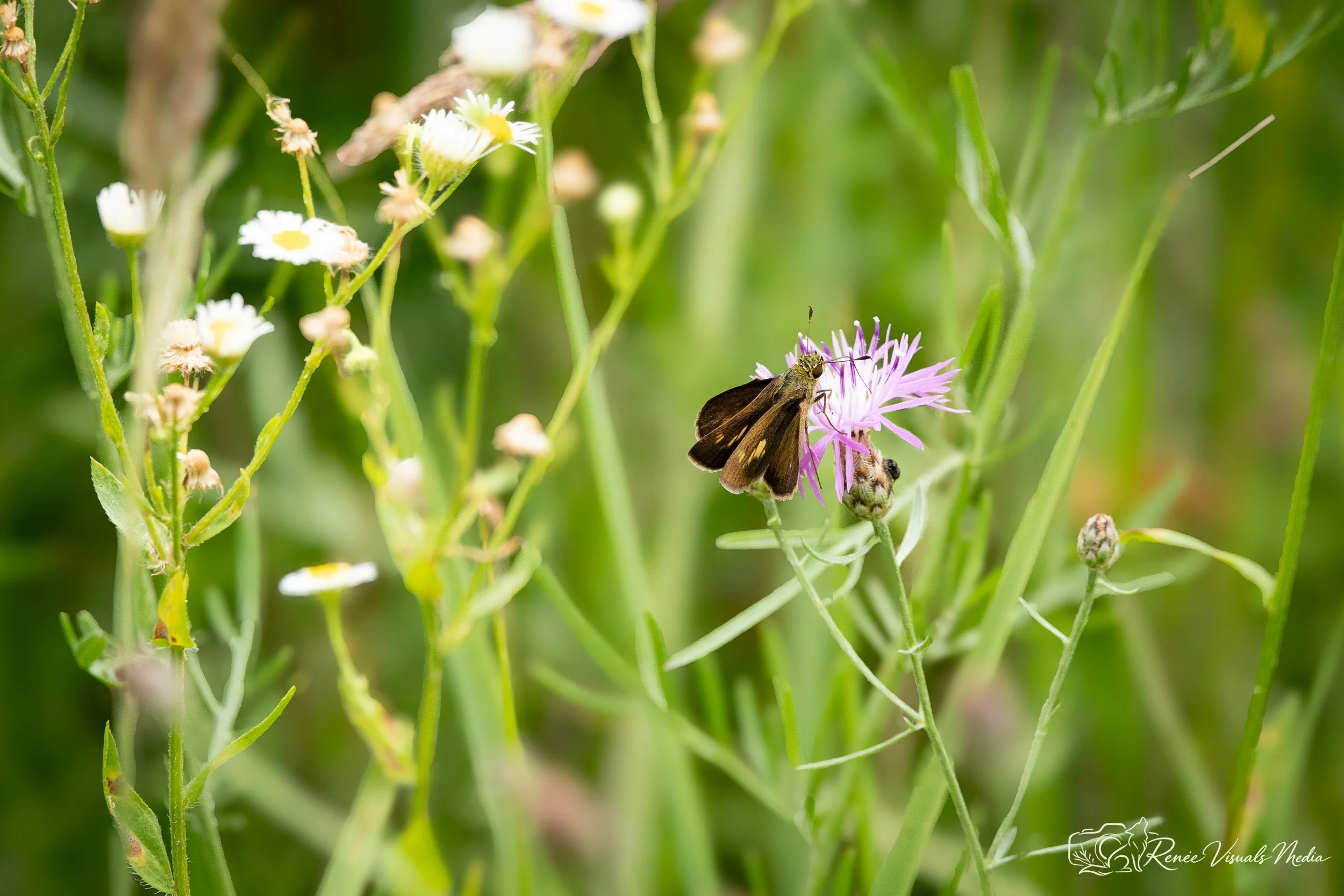 Dun Skipper · Euphyes vestris (probable ID)