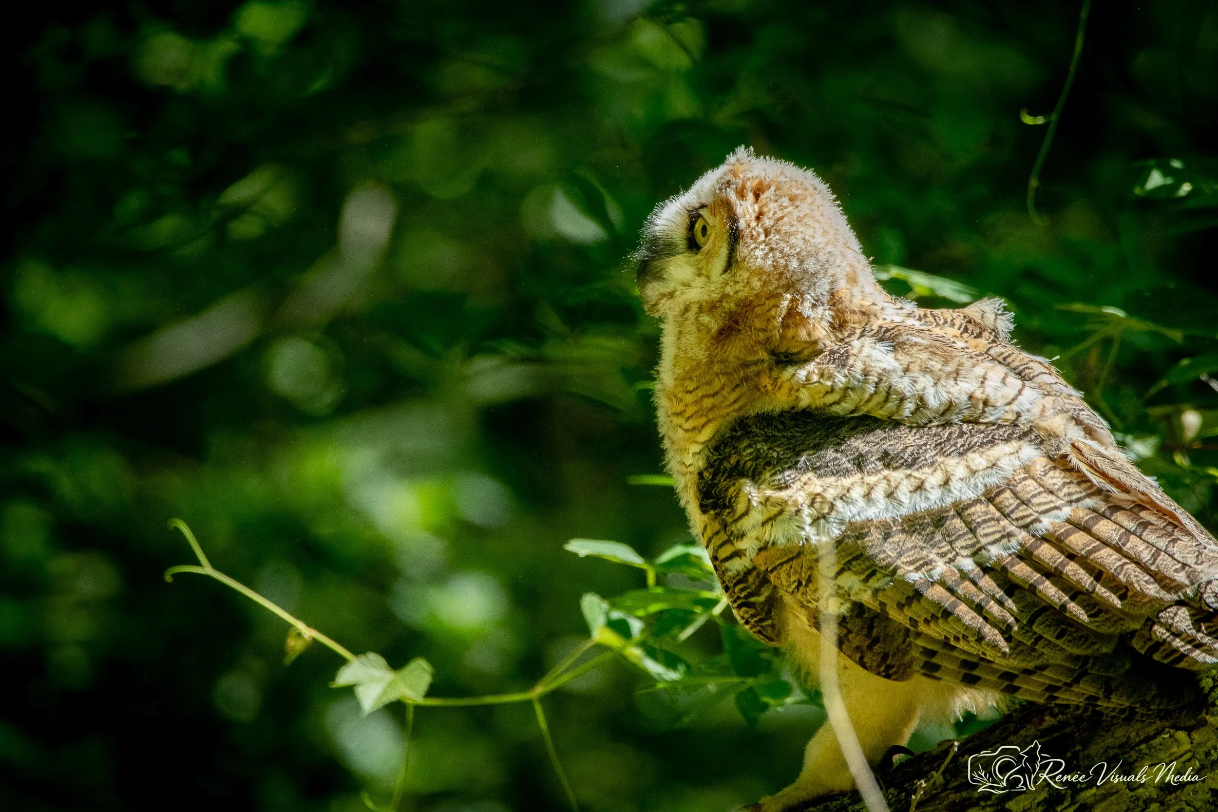 Great Horned Owl fledgling · Bubo virginianus