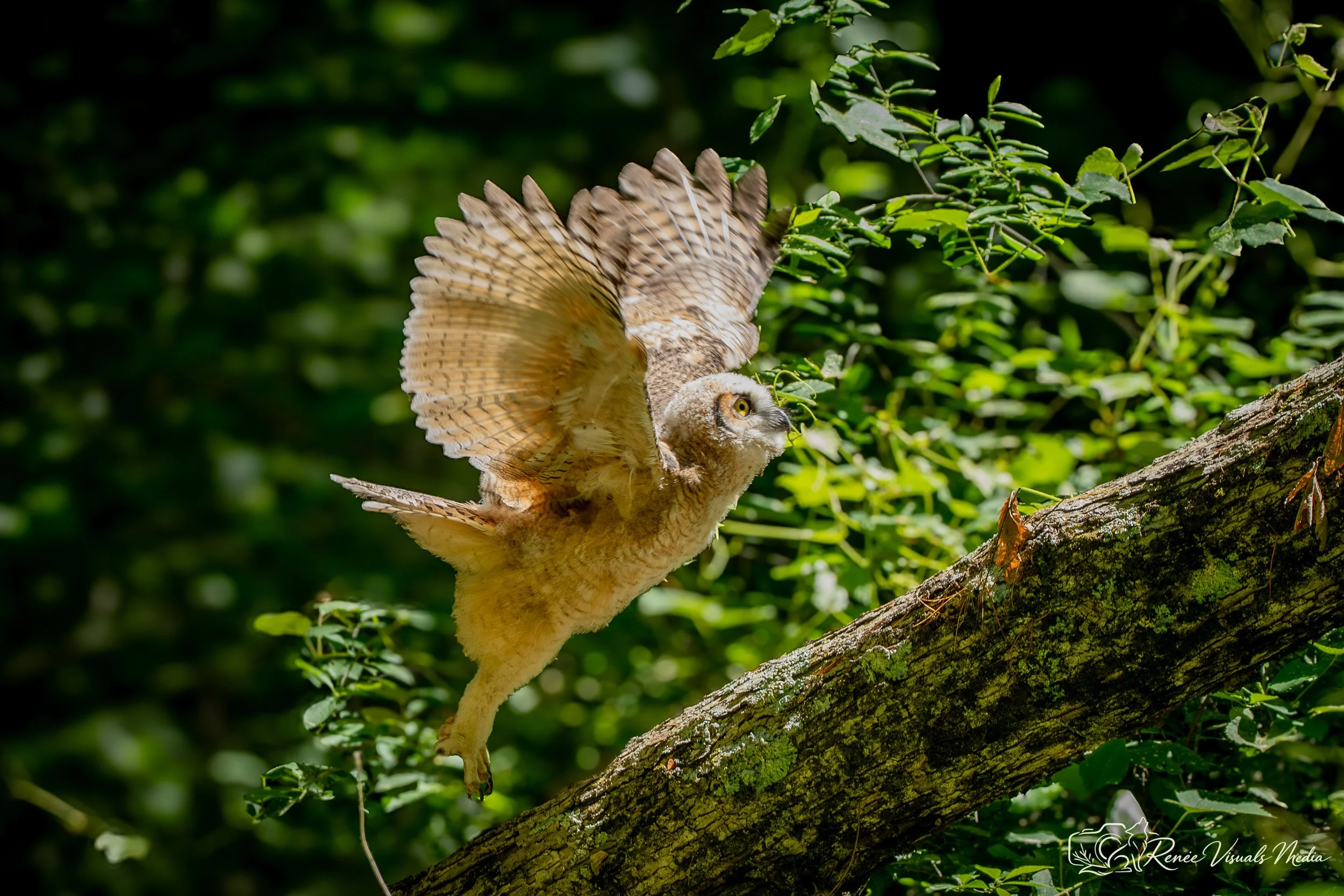 Great Horned Owl fledgling · Bubo virginianus