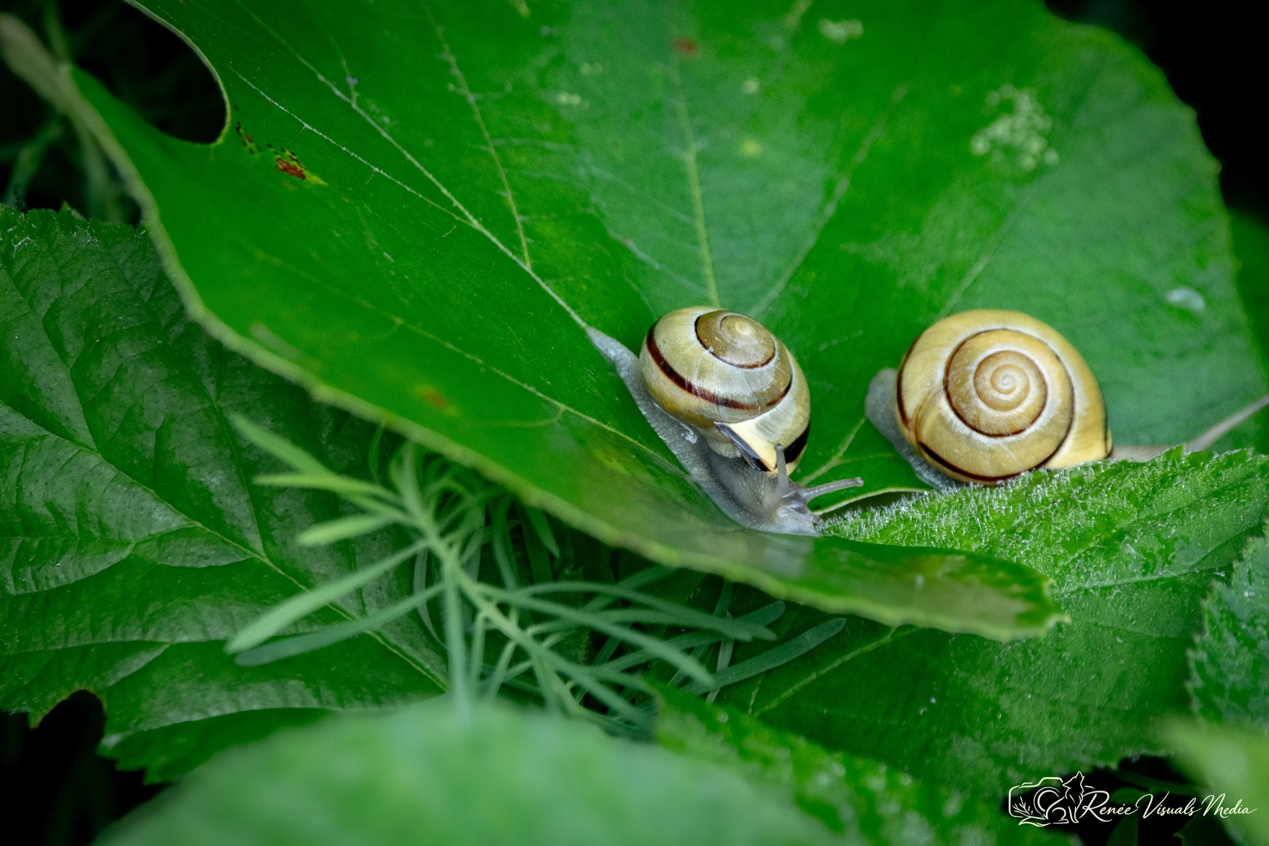 Grove Snail · Cepaea nemoralis