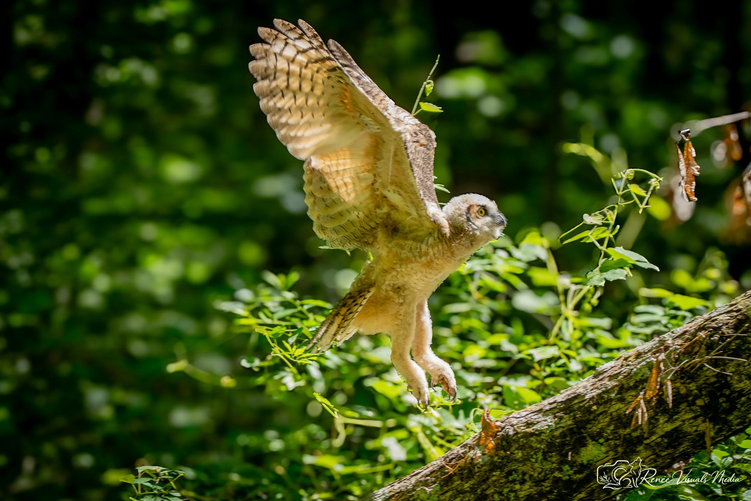 Great Horned Owl fledgling · Bubo virginianus