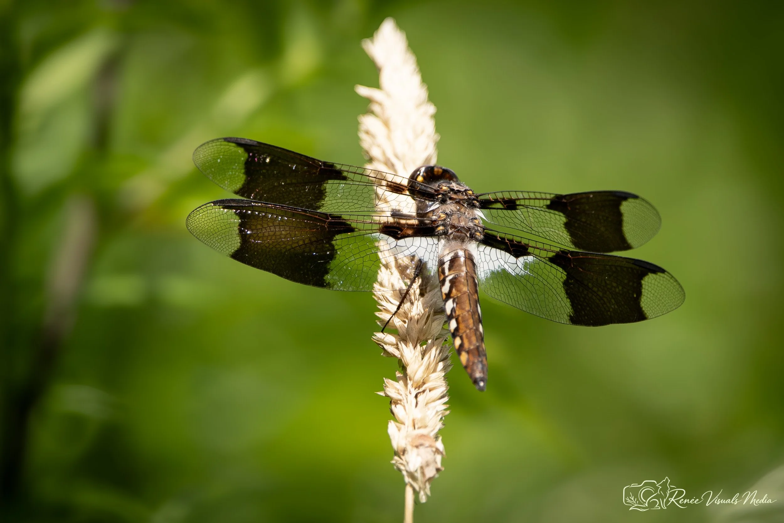 Widow Skimmer · Libellula luctuosa