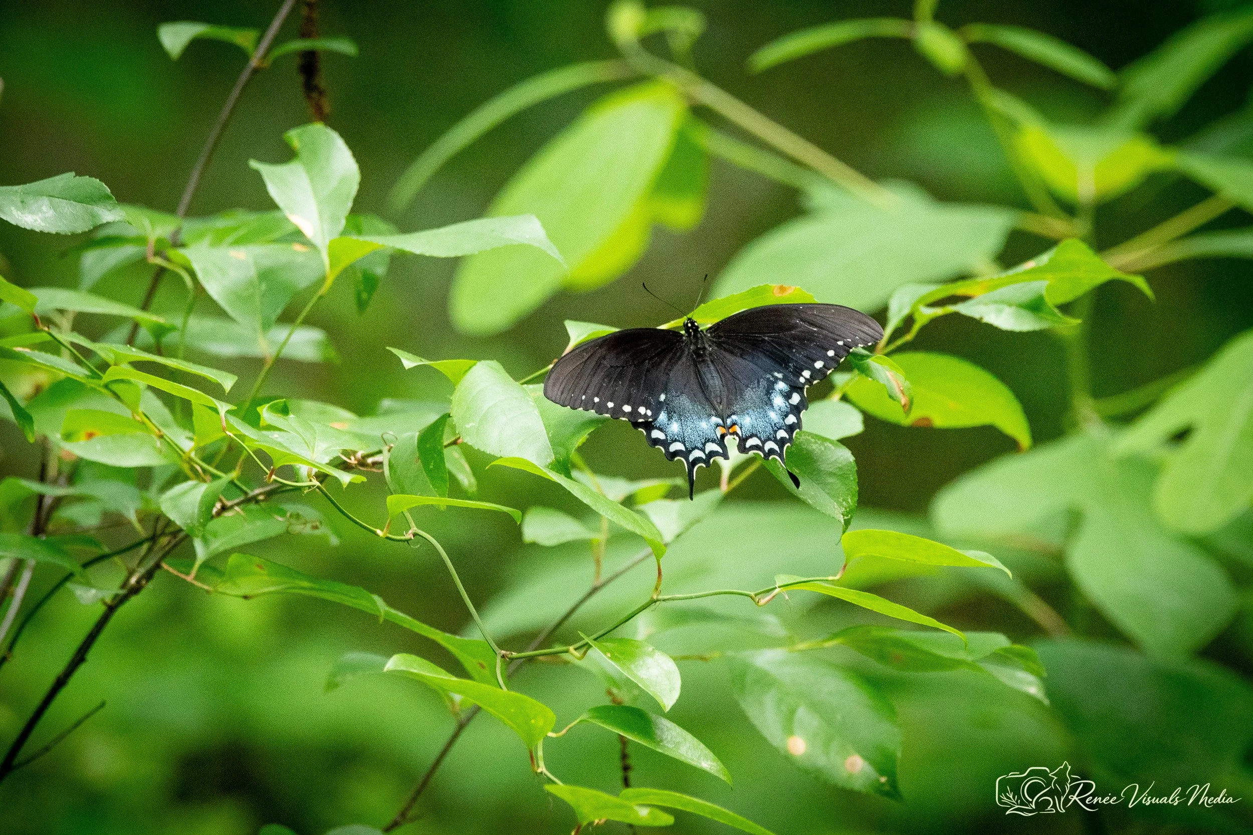 Spicebush Swallowtail · Papilio troilus