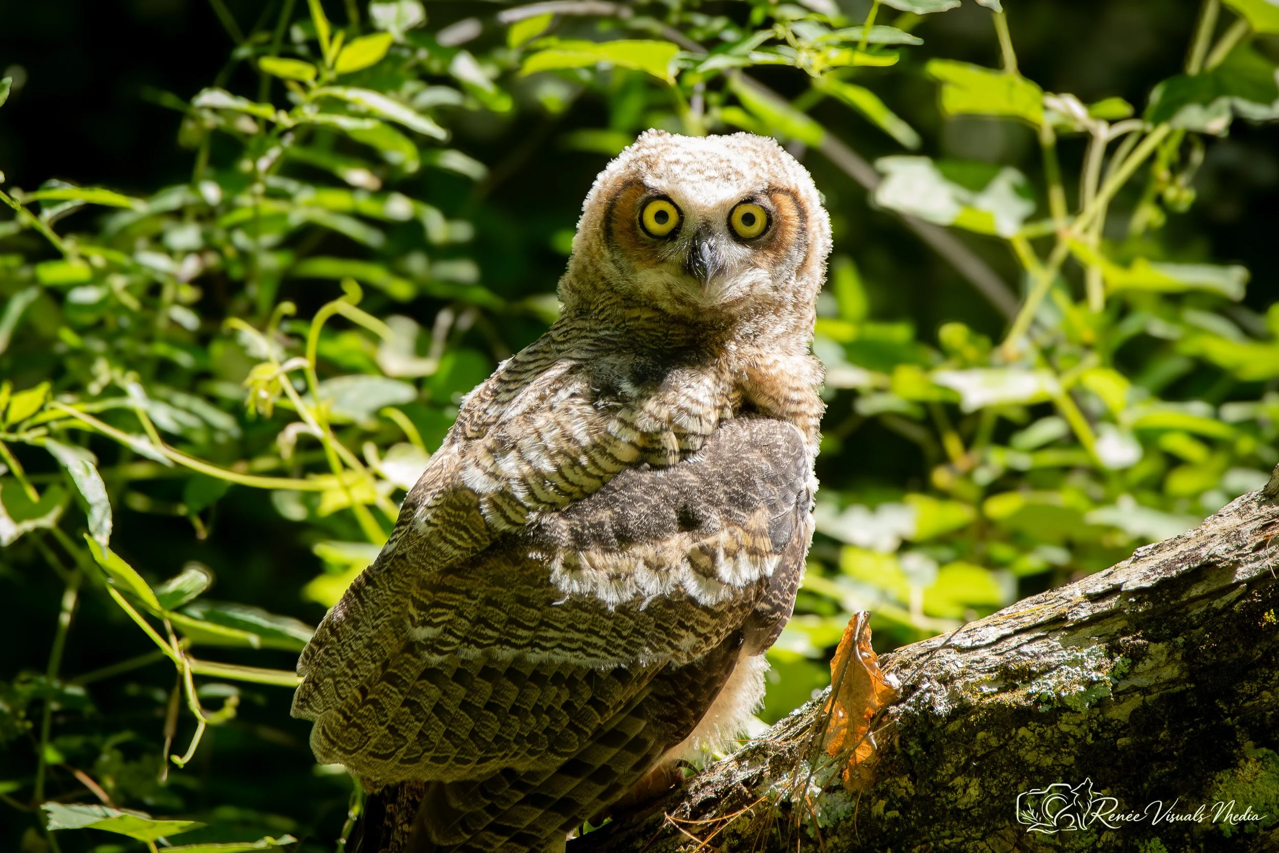 Great Horned Owl fledgling · Bubo virginianus