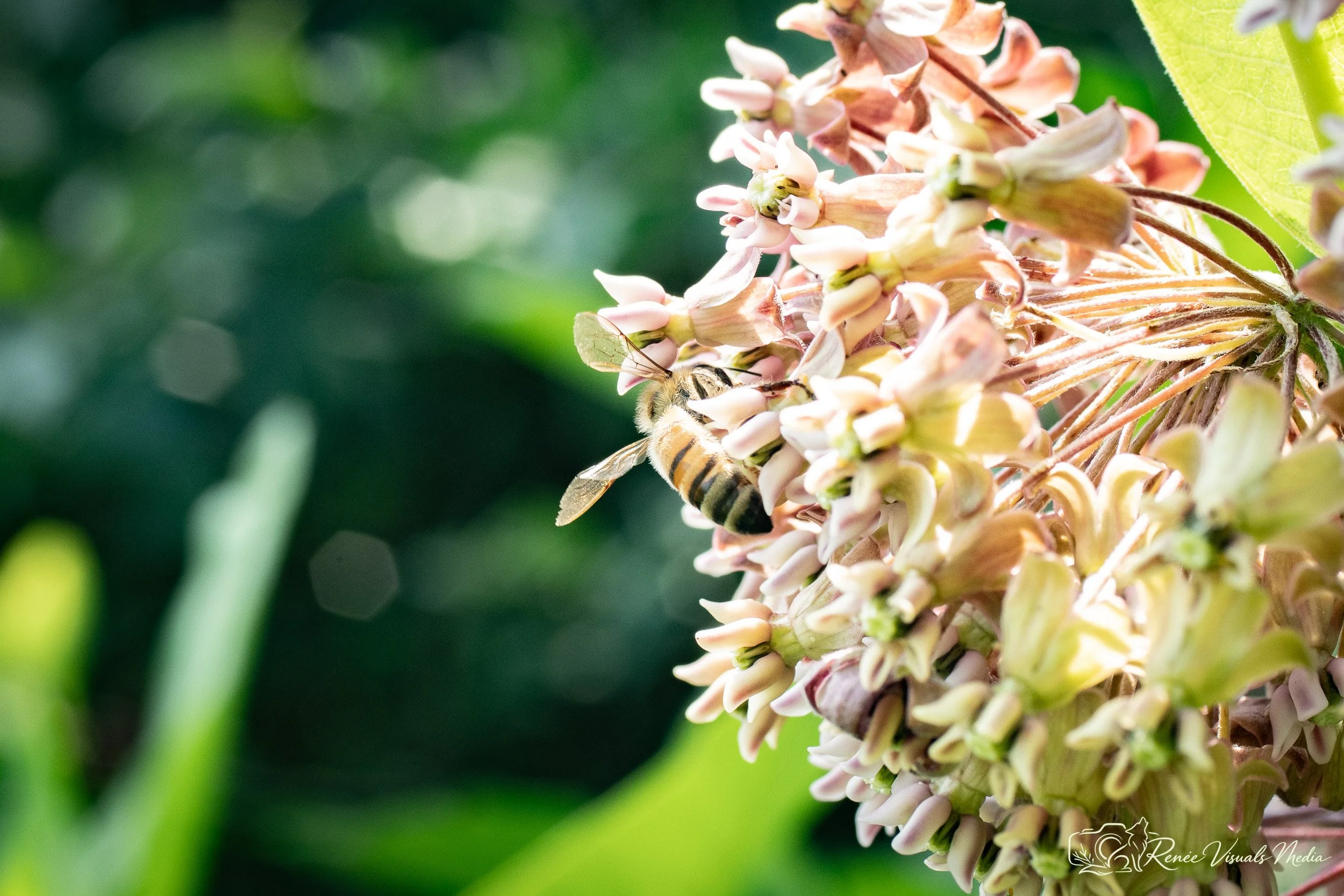 Western Honey Bee · Apis mellifera