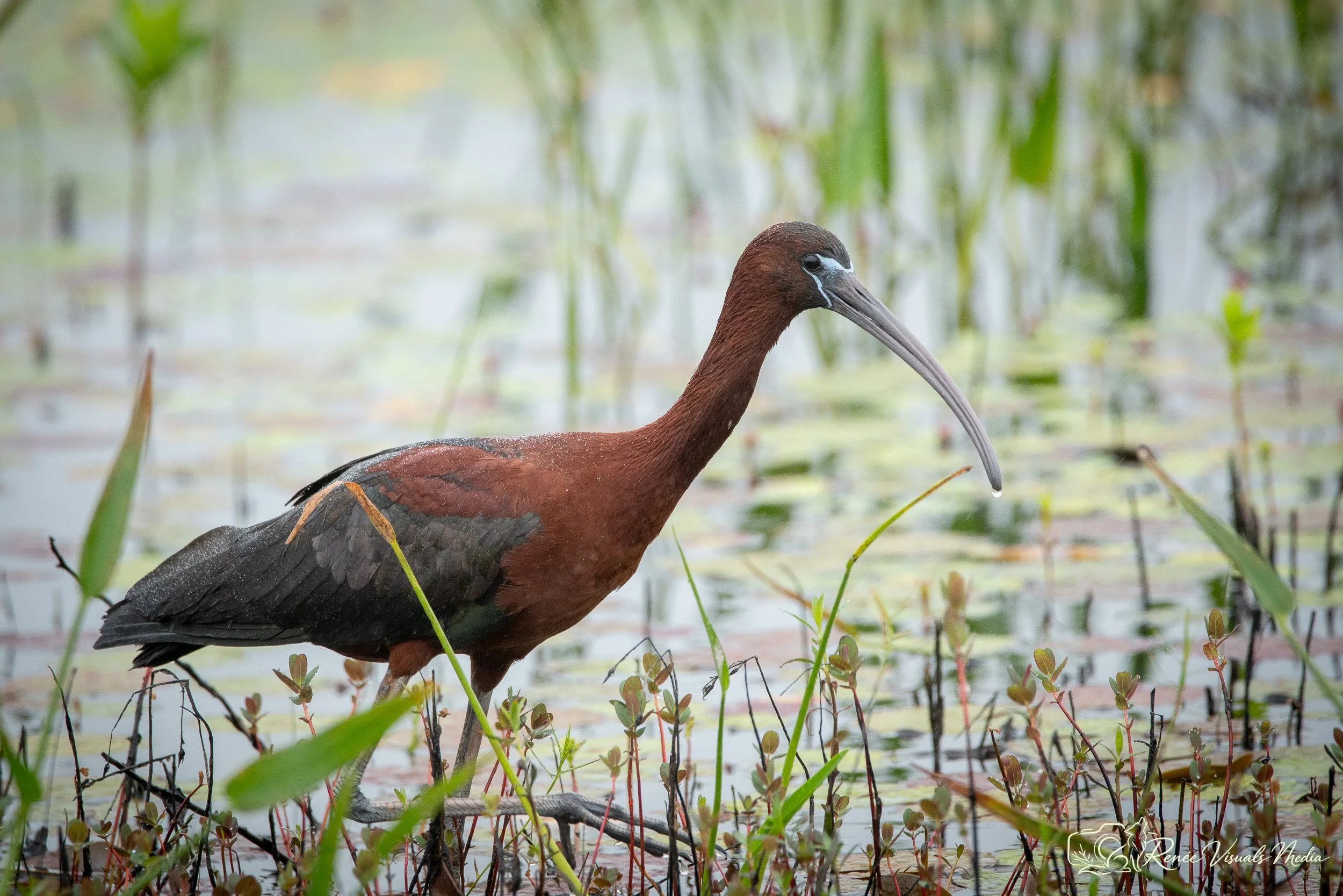 Glossy Ibis · Plegadis falcinellus