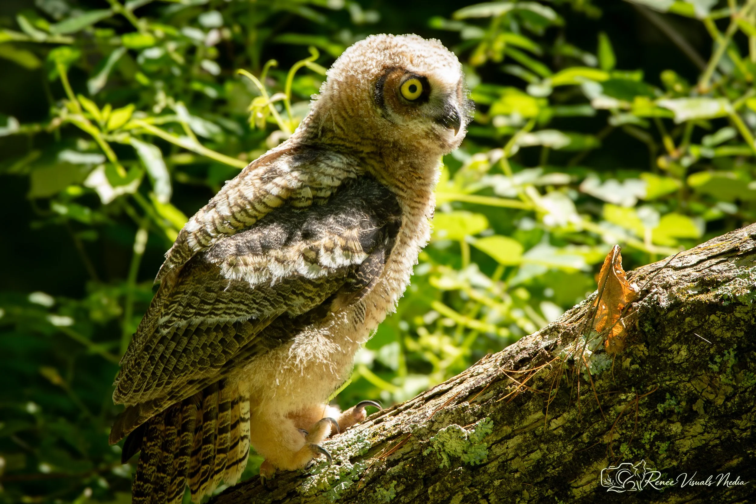Great Horned Owl fledgling · Bubo virginianus