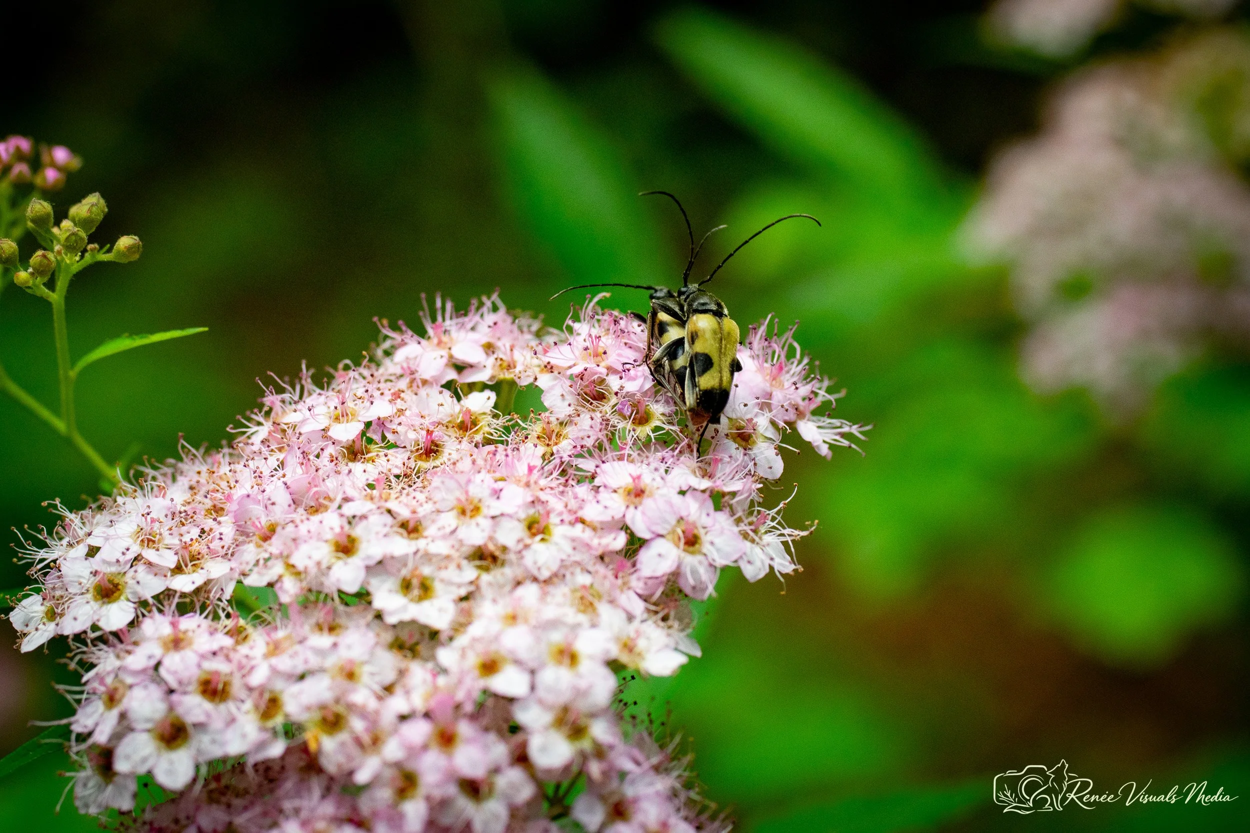 Flower Longhorn Beetle · Strangalia luteicornis