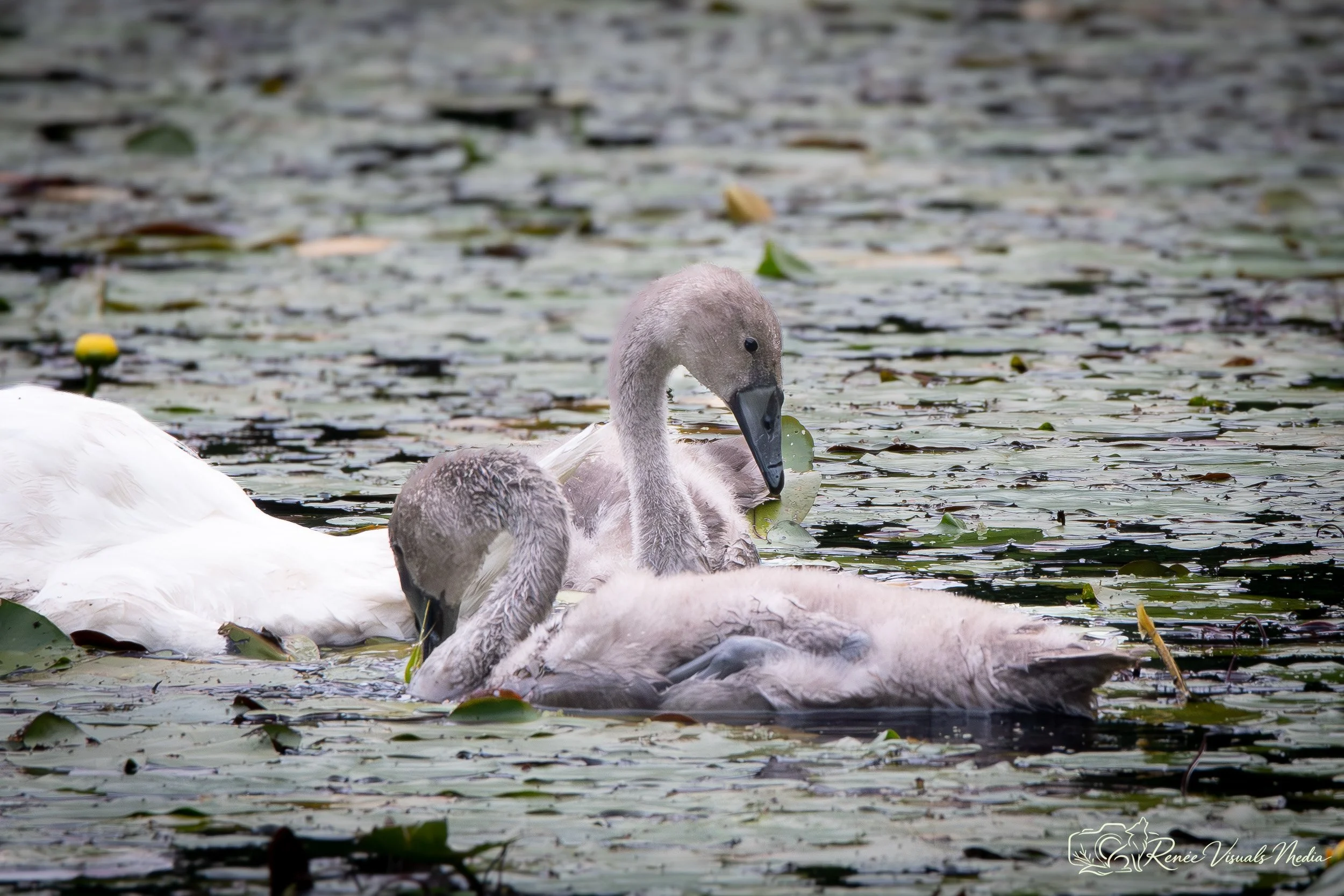 Mute Swan with cygnets · Cygnus olor