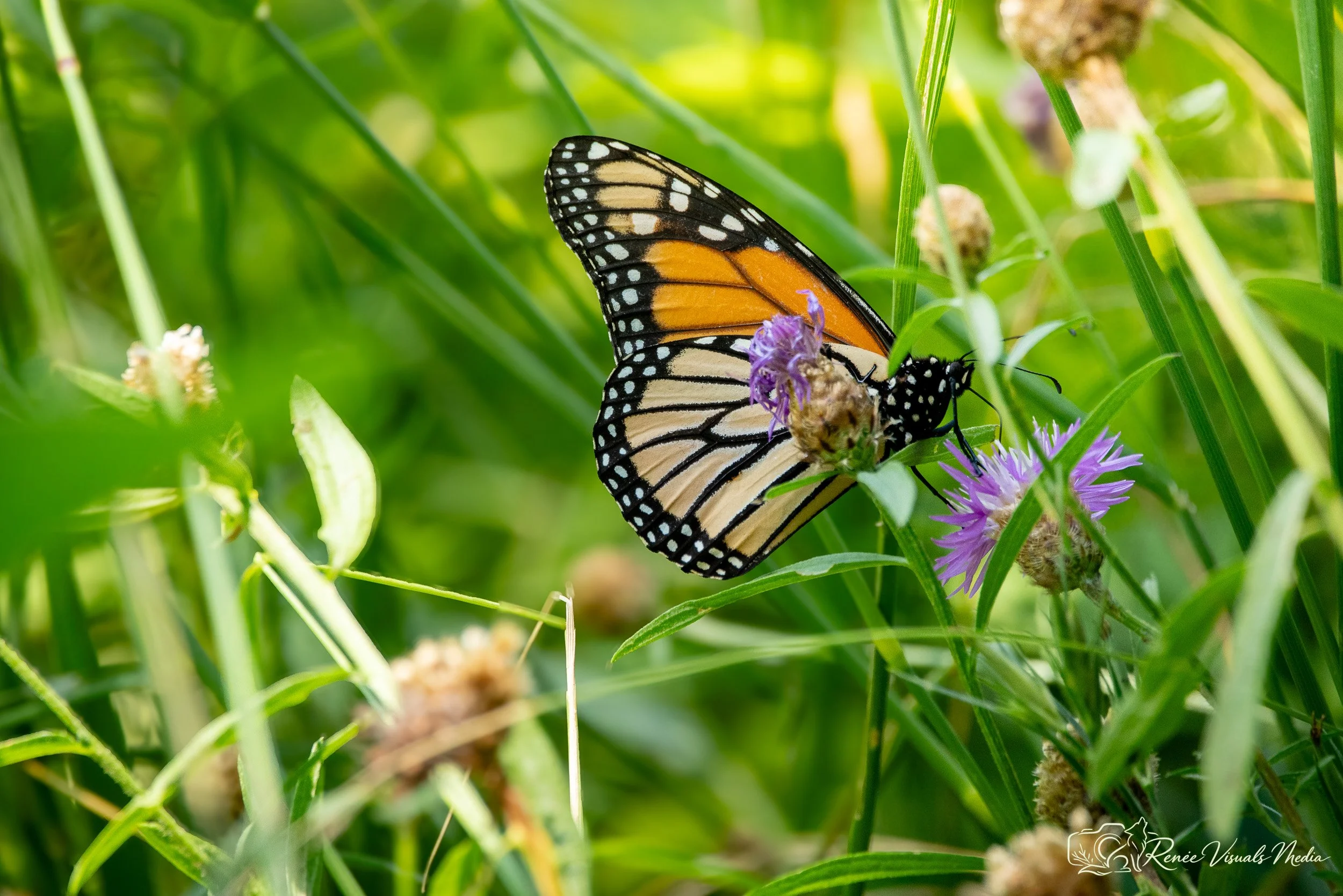 Monarch · Danaus plexippus