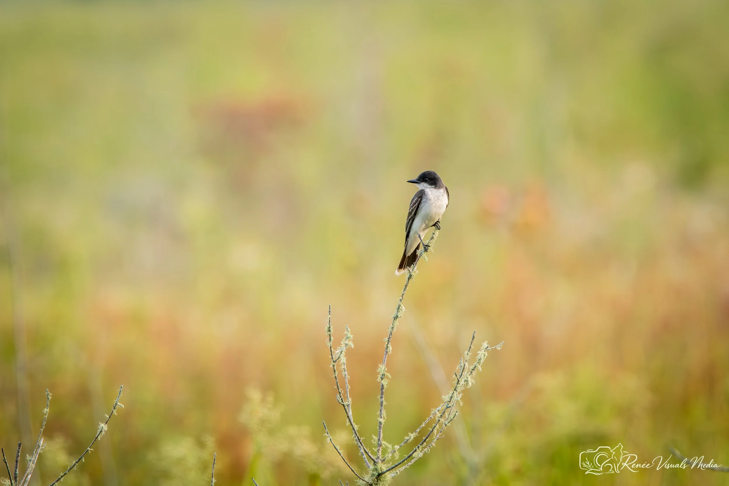 Eastern Kingbird · Tyrannus tyrannus
