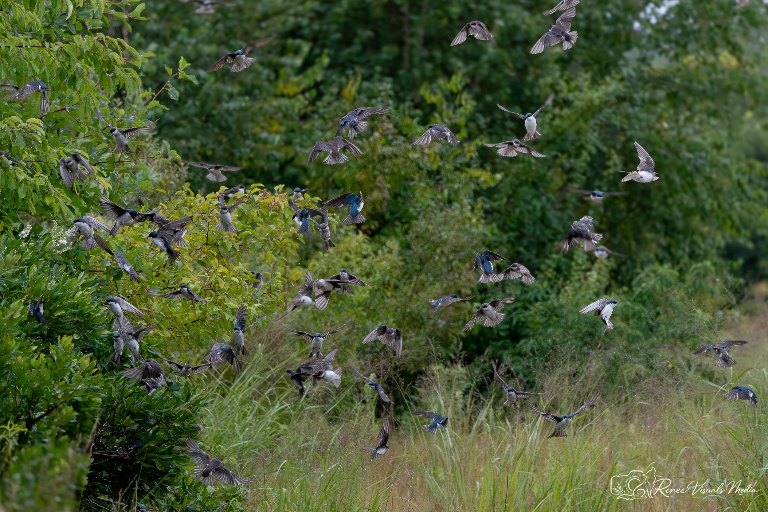 Tree Swallows · Tachycineta bicolor