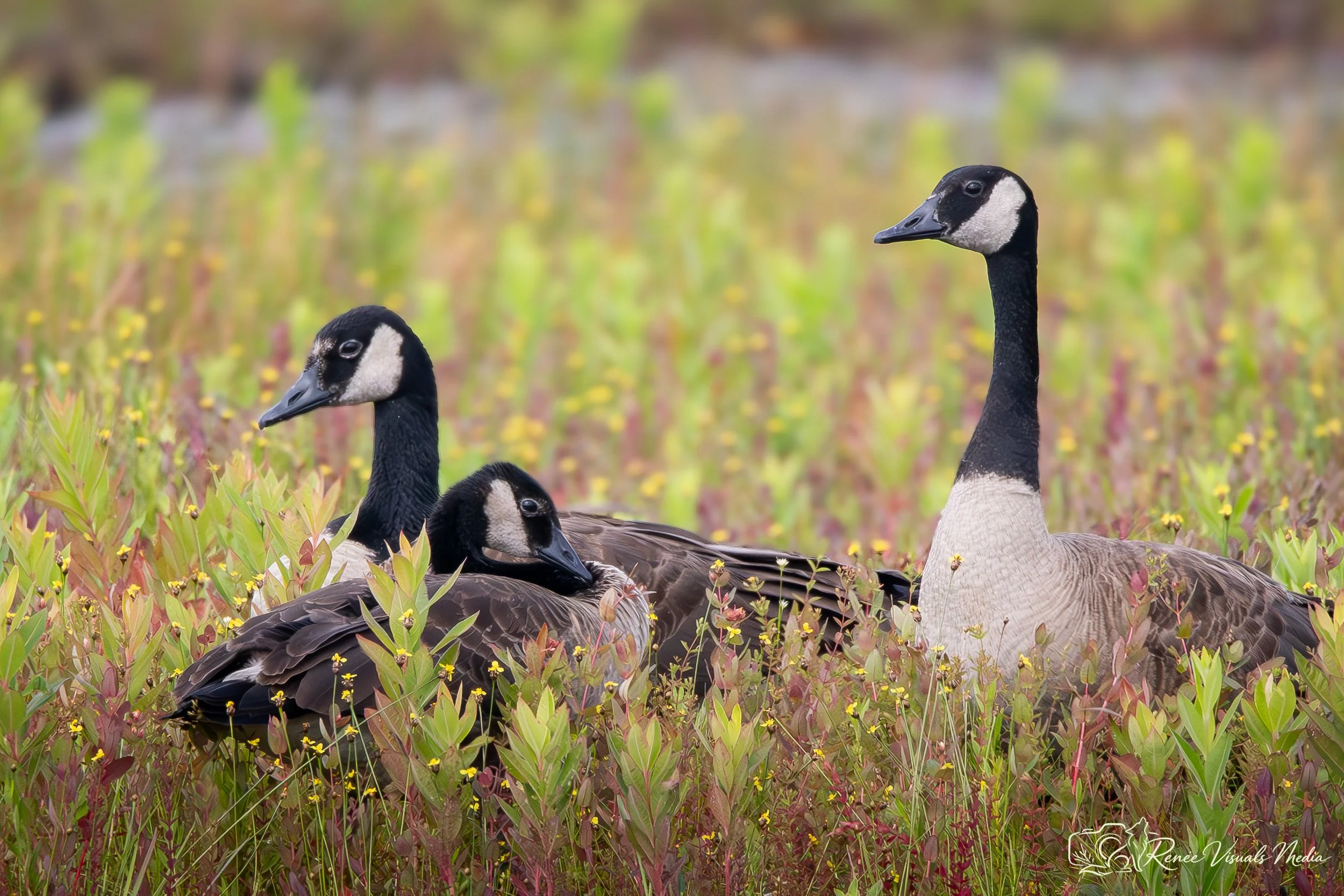 Canada Goose · Branta canadensis