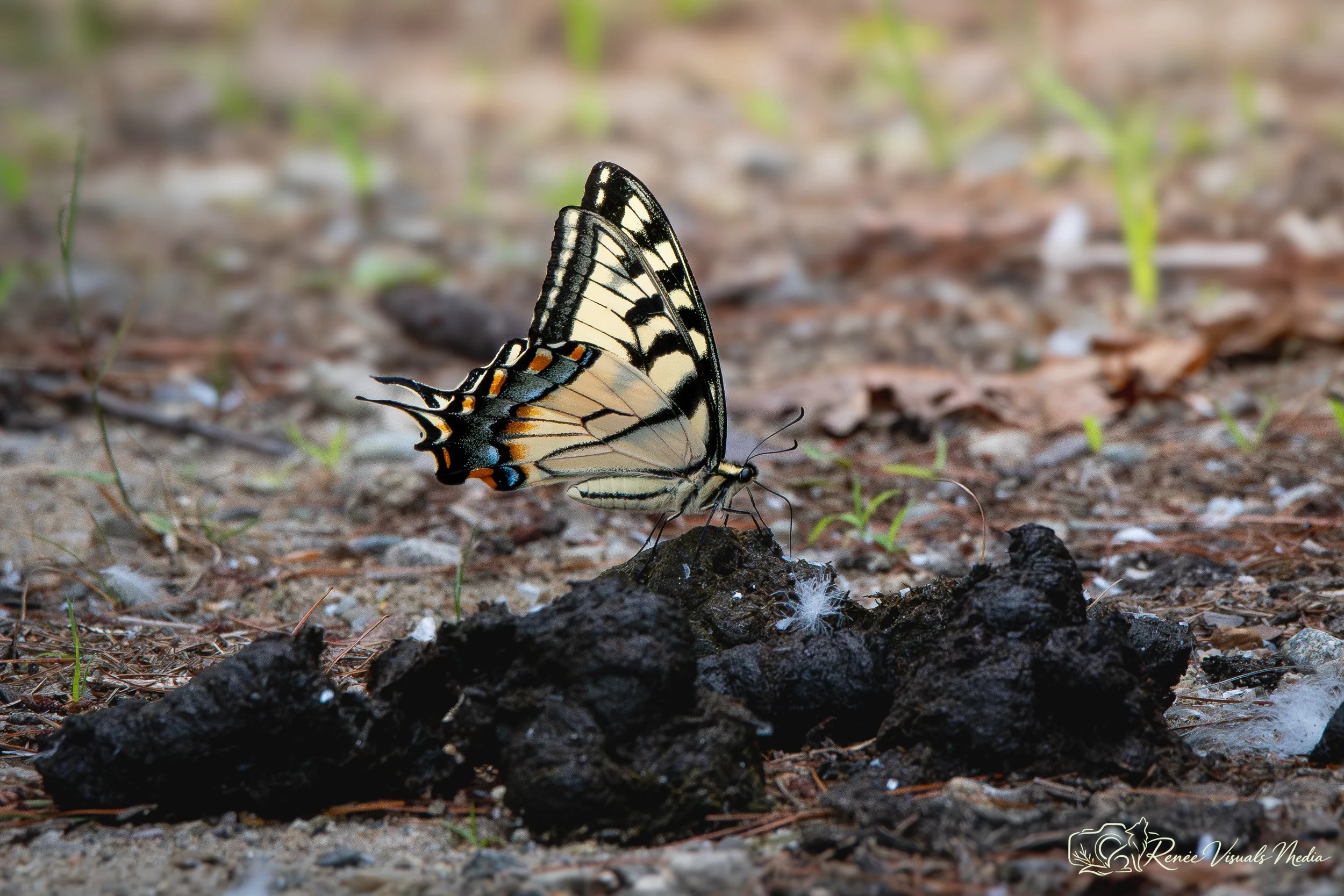 Eastern Tiger Swallowtail · Papilio glaucus