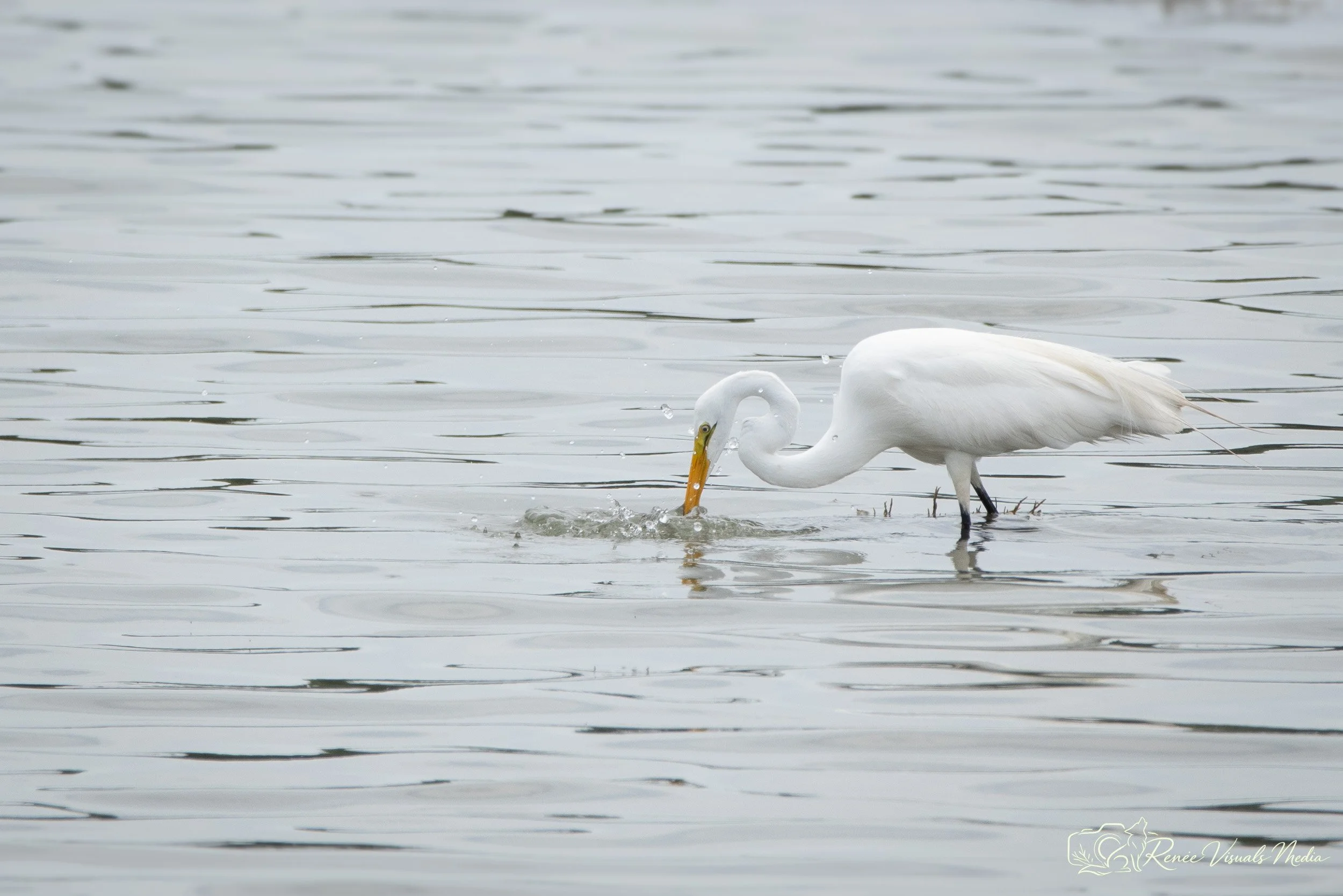 Great Egret · Ardea alba