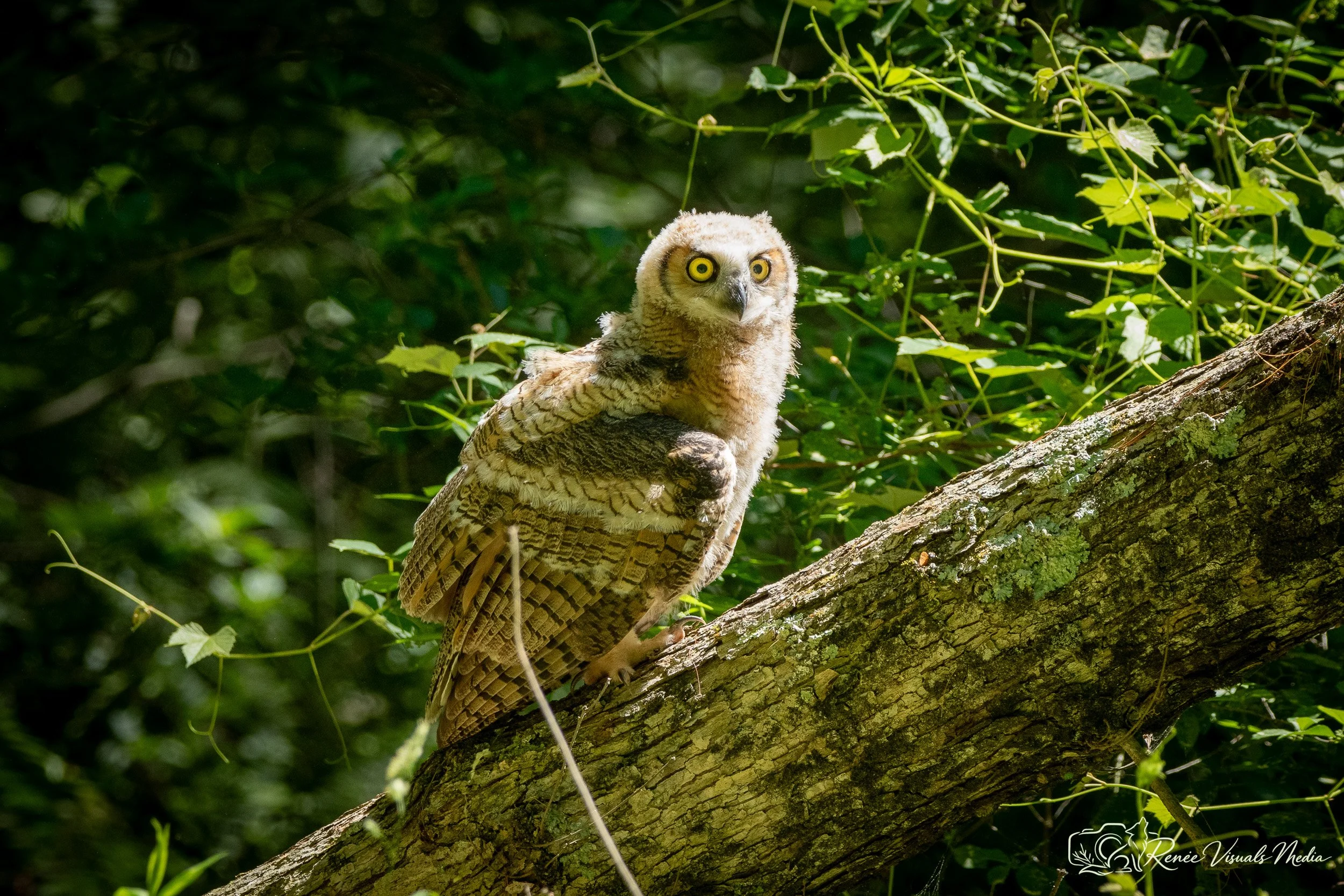 Great Horned Owl fledgling · Bubo virginianus