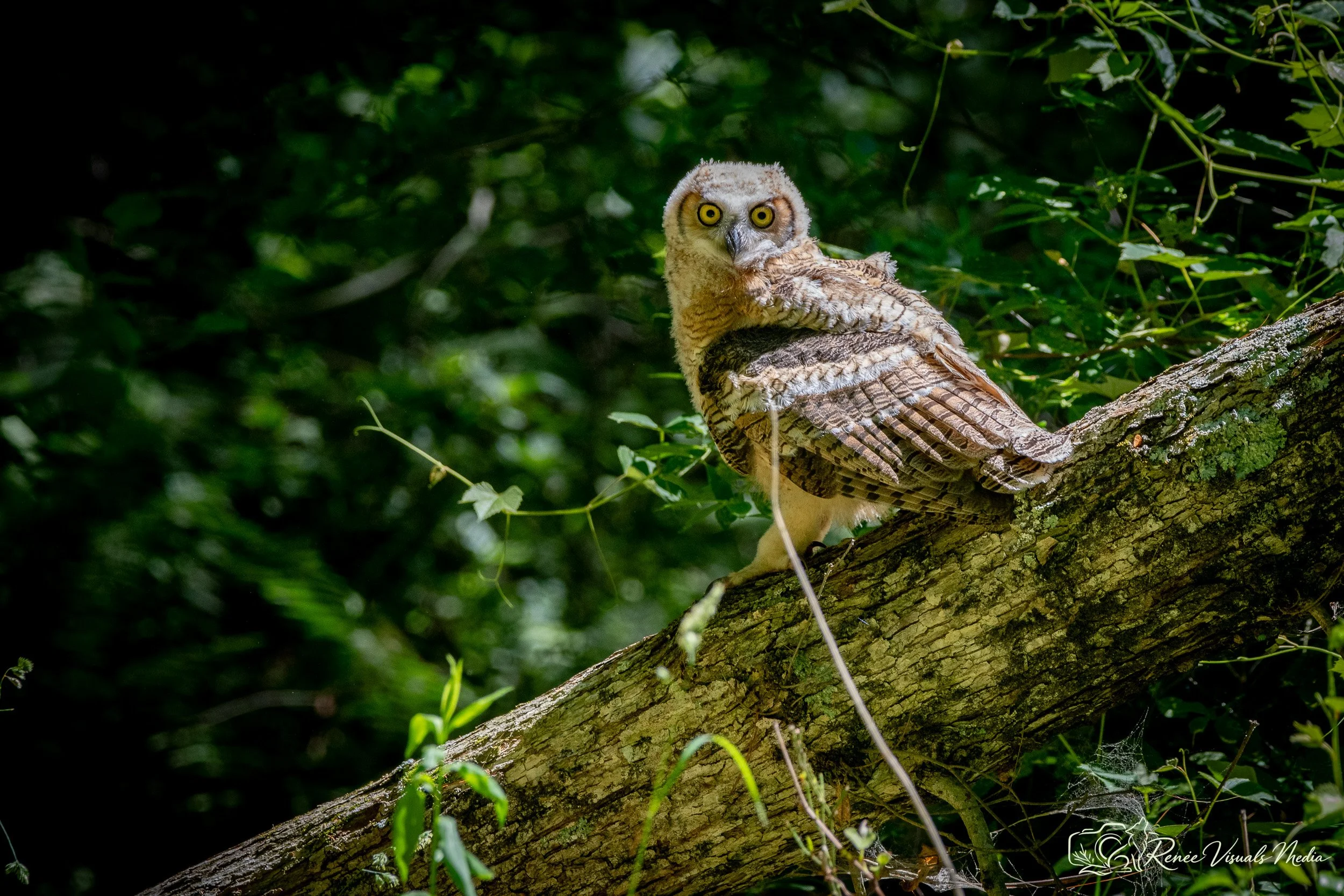 Great Horned Owl fledgling · Bubo virginianus