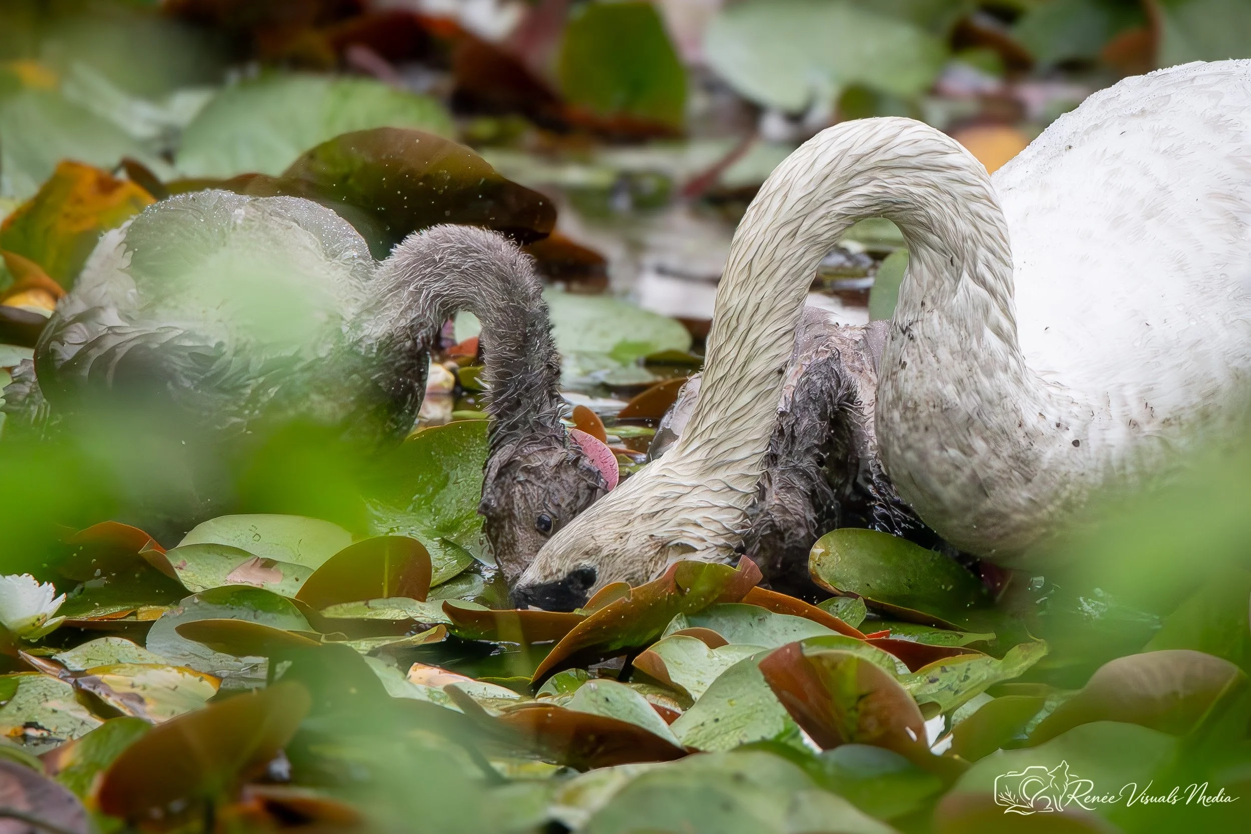 Mute Swan with cygnets · Cygnus olor